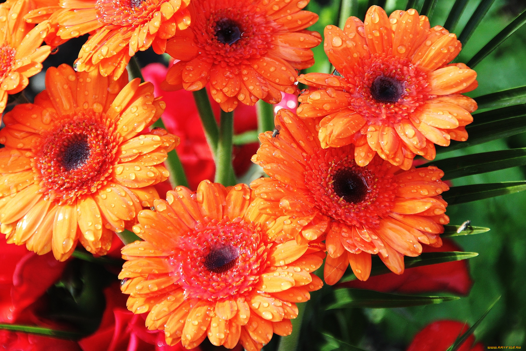цветы, герберы, оранжевый