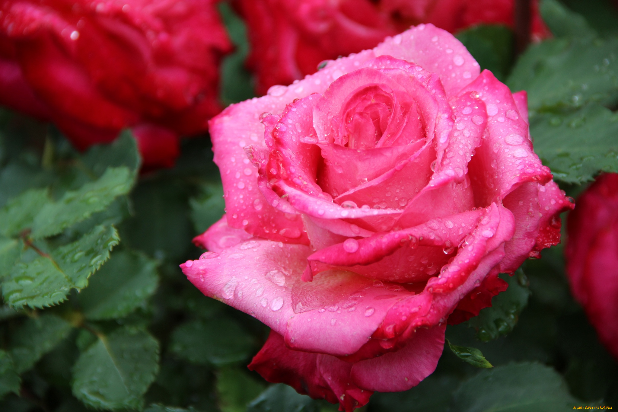 цветы, розы, розовый, капли