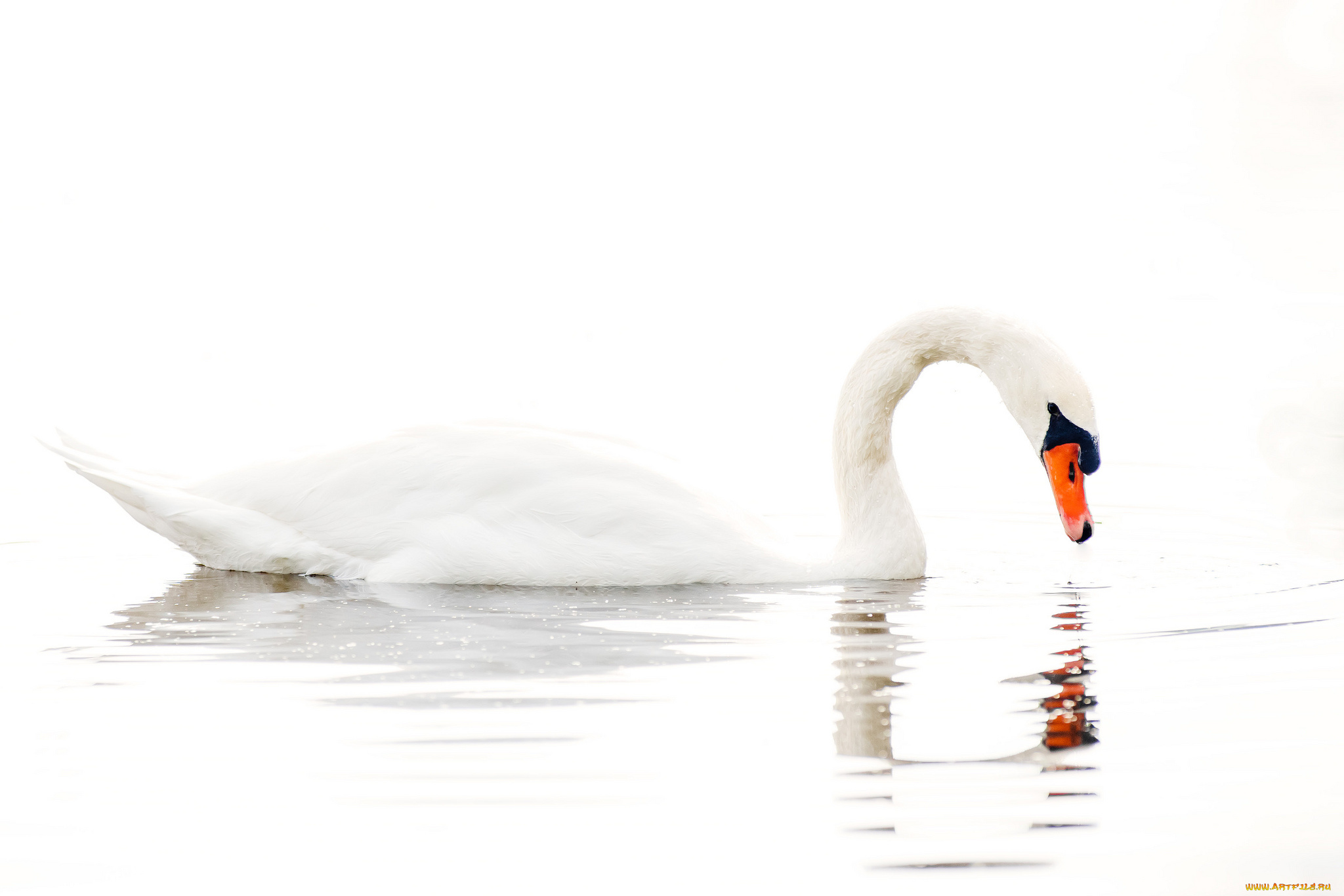 животные, лебеди, шипун, белый