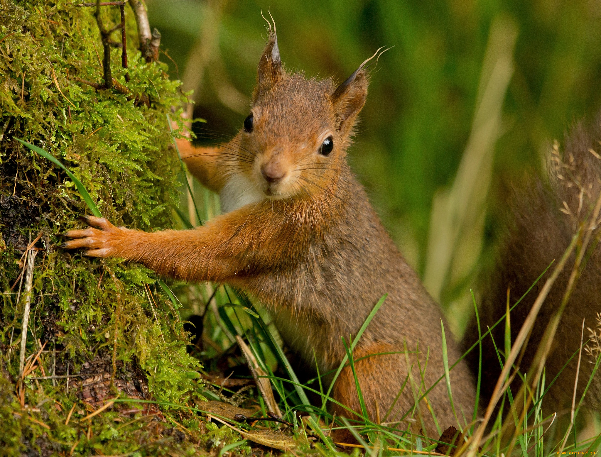 животные, белки, портрет