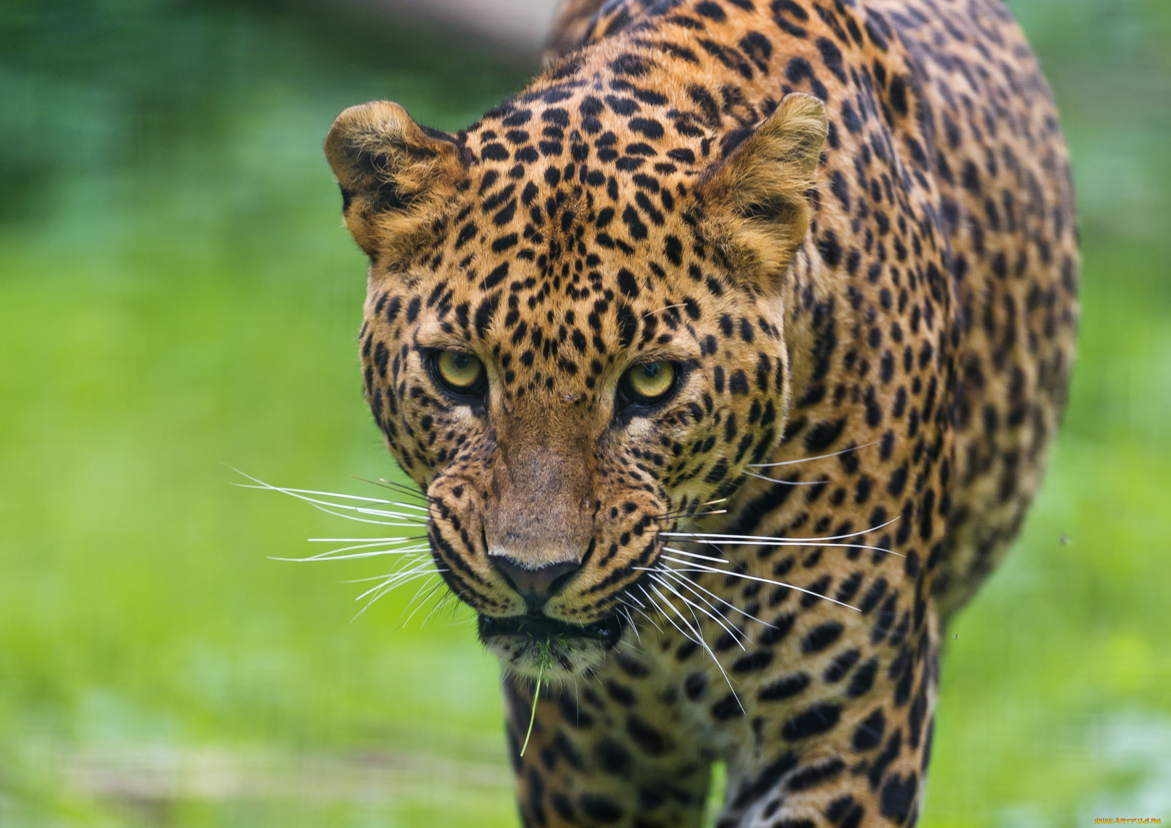 животные, леопарды, взгляд