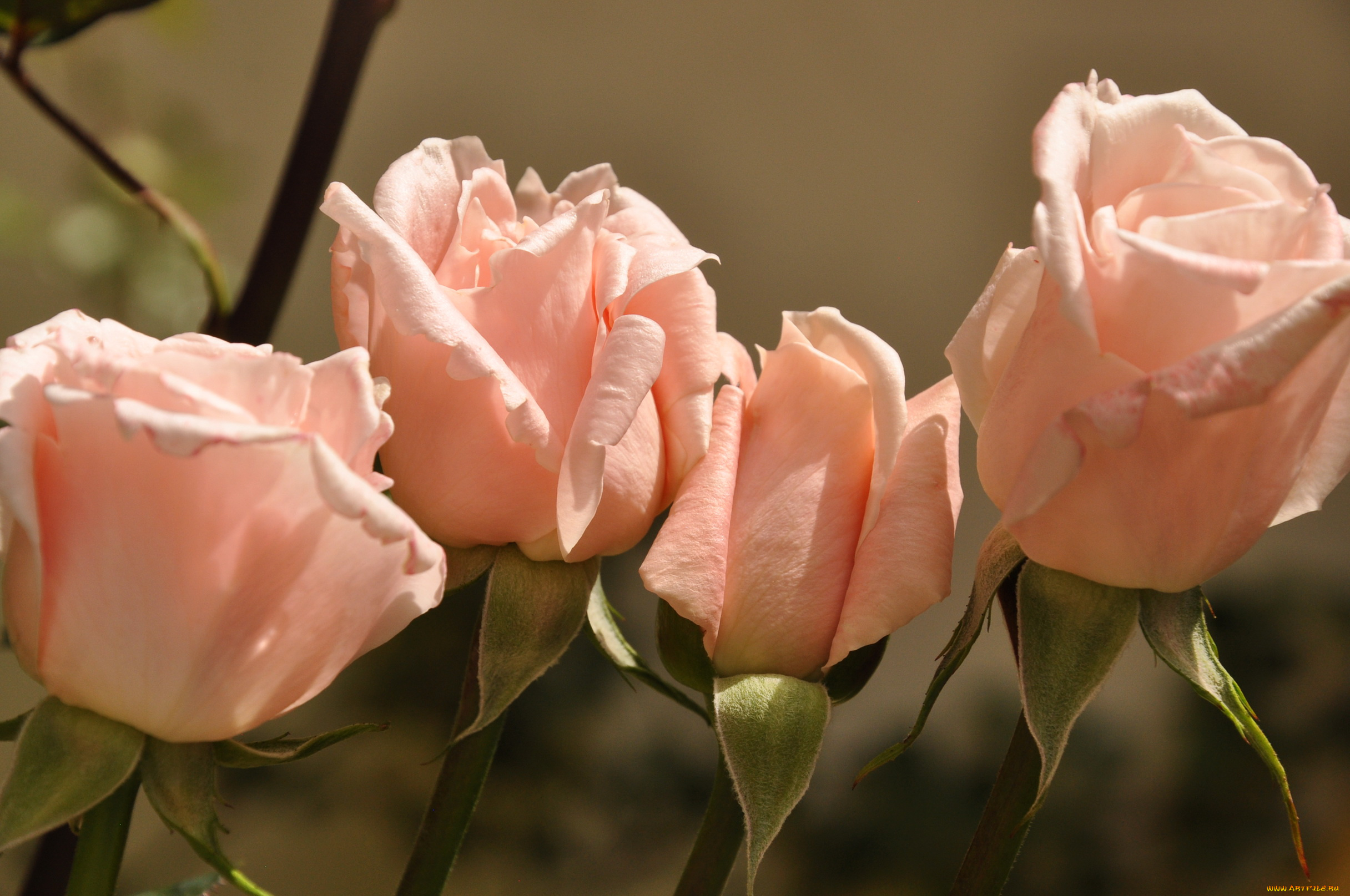 цветы, розы