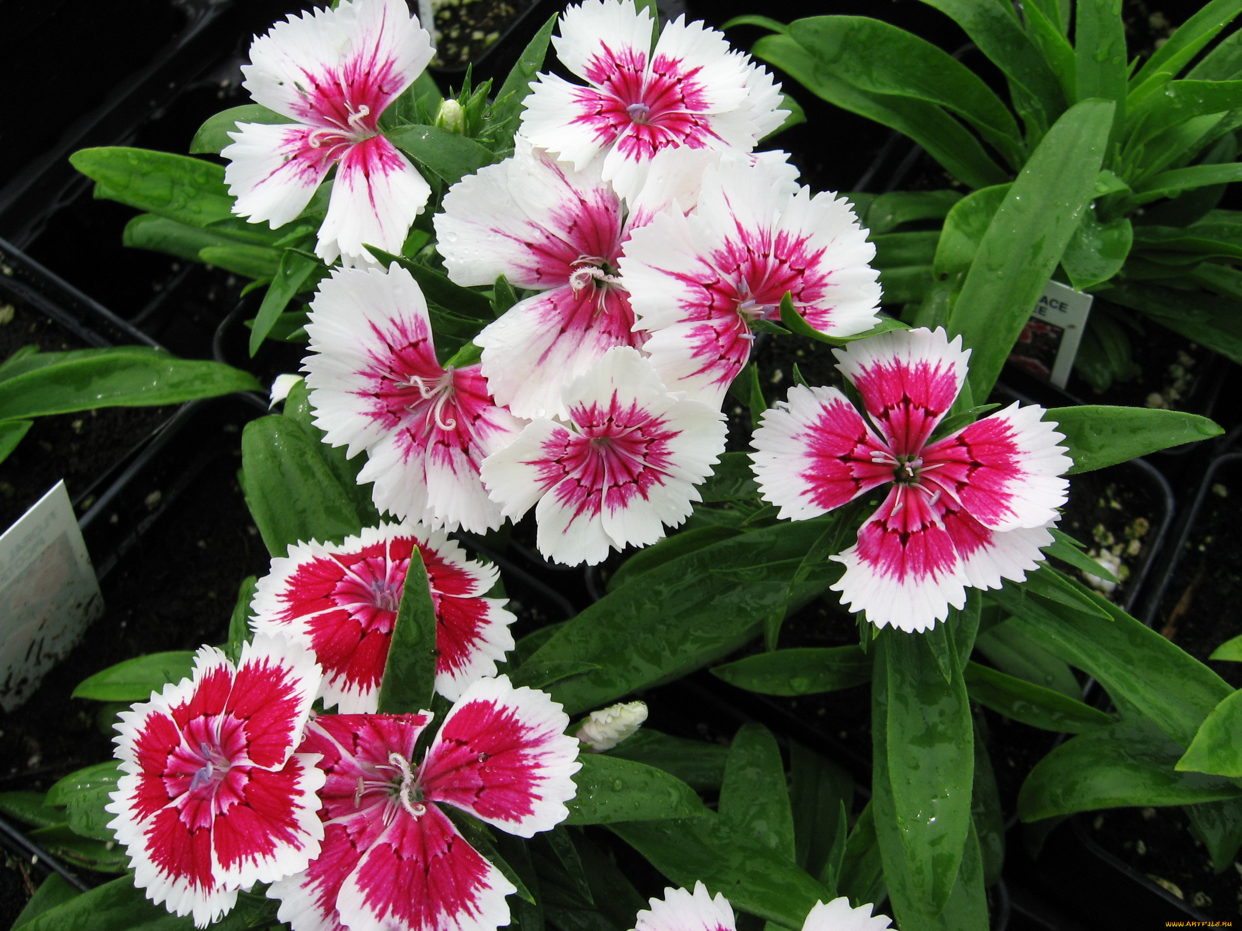 цветы, гвоздики