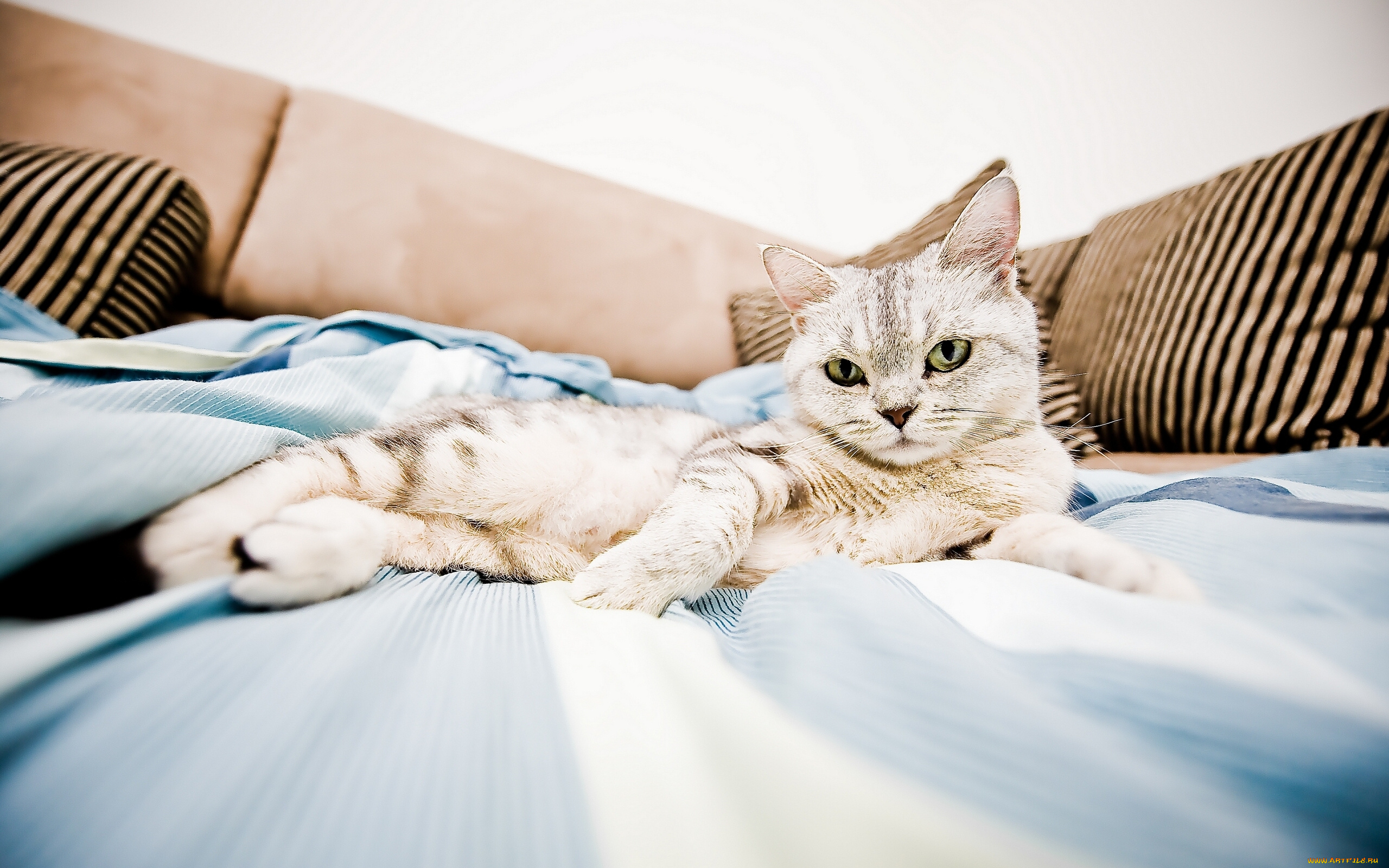 животные, коты, отдых