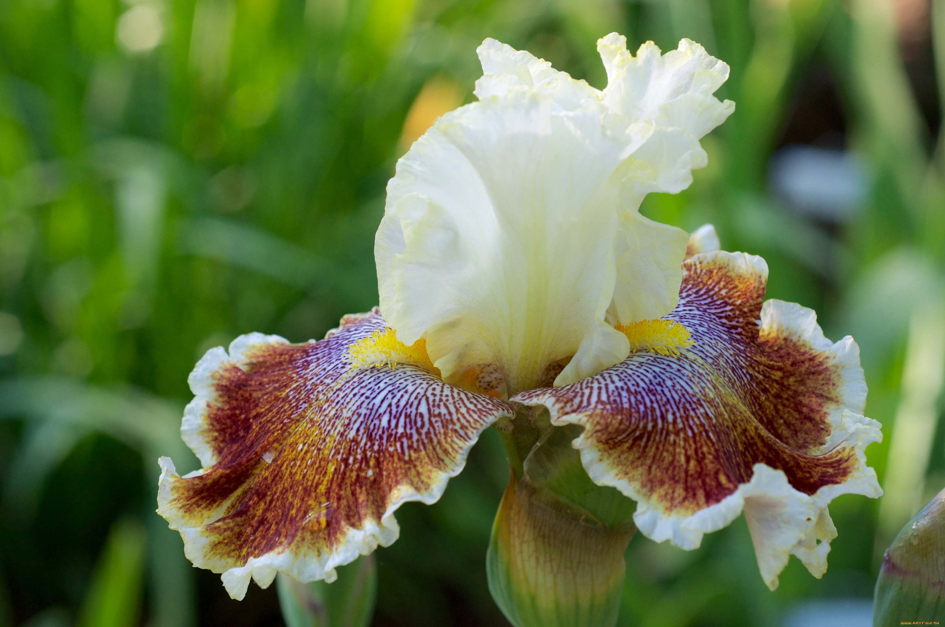 цветы, ирисы, касатик