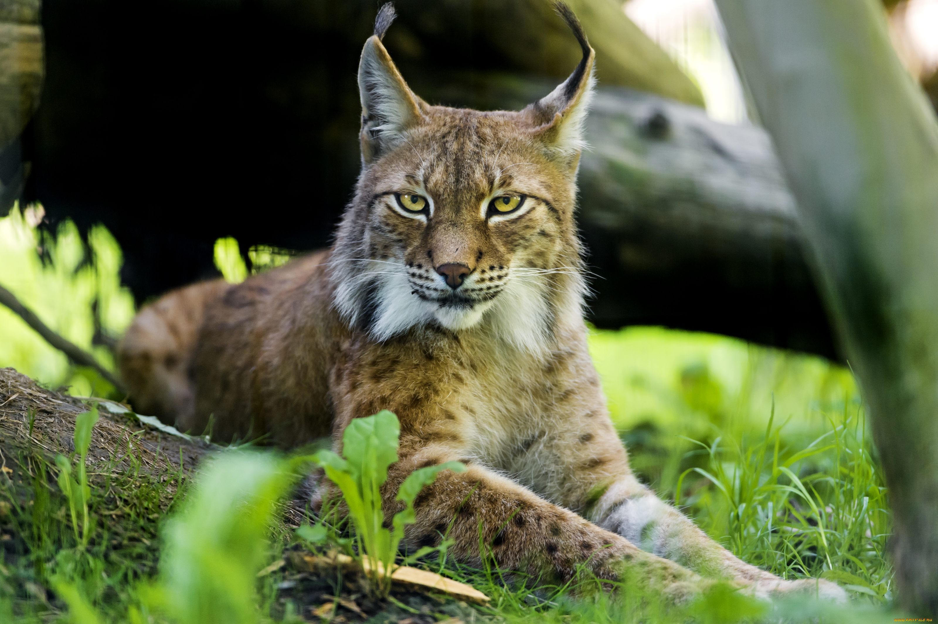 животные, рыси, сибирская, рысь