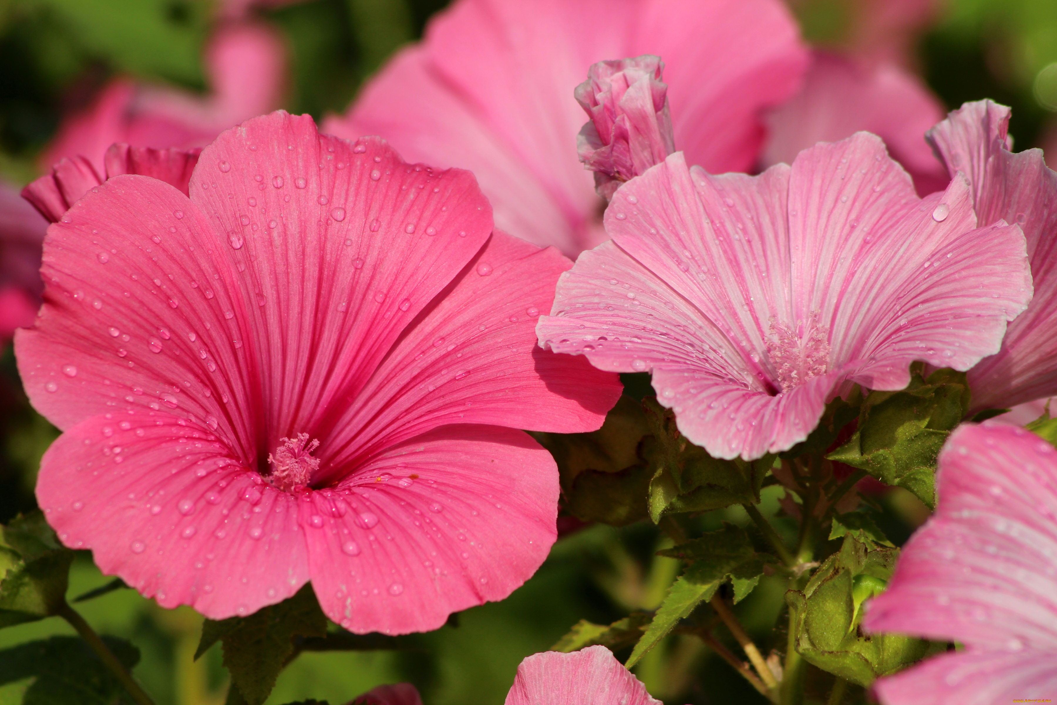 цветы, лаватера, капли, розовый