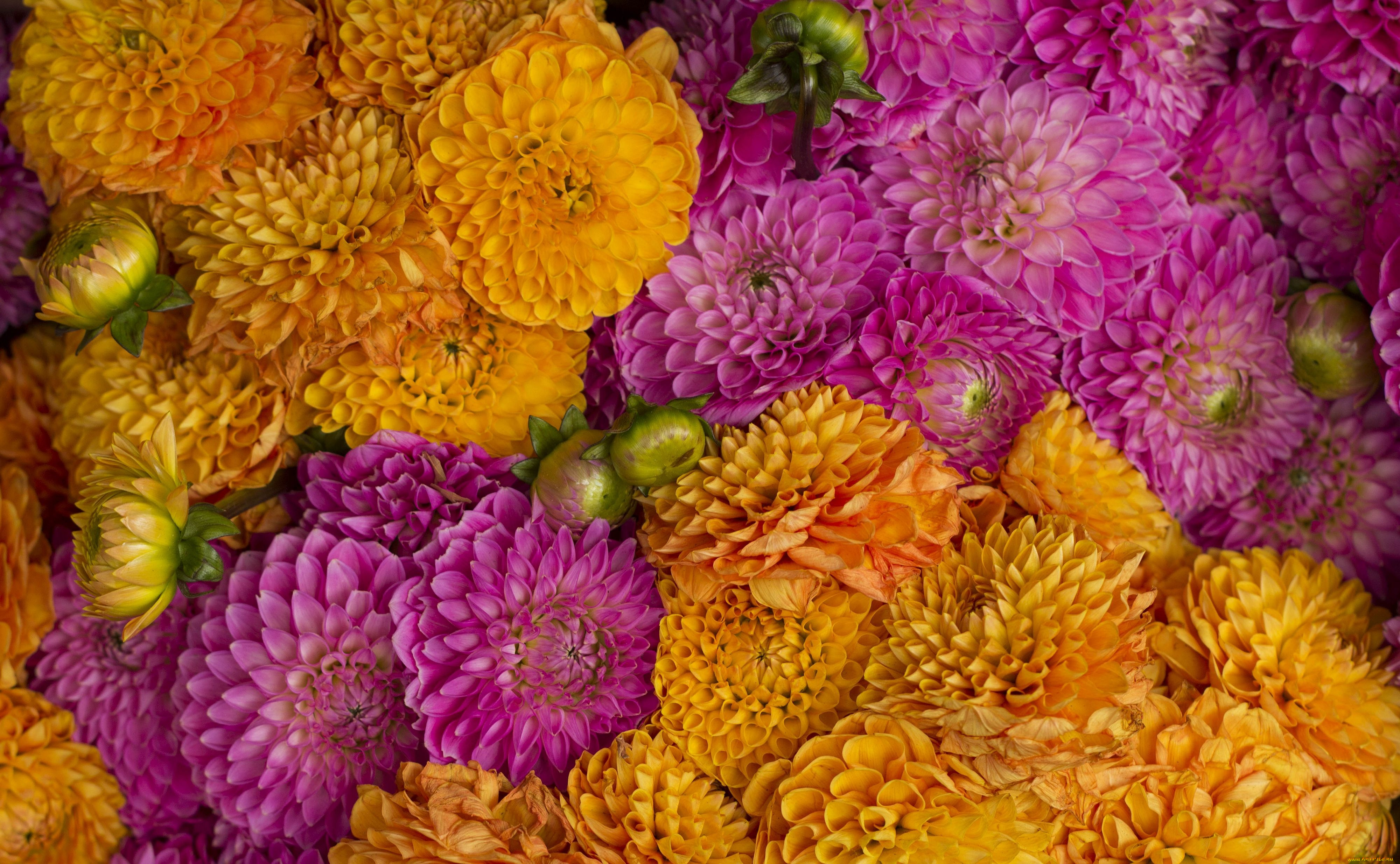 цветы, георгины, бутоны, макро