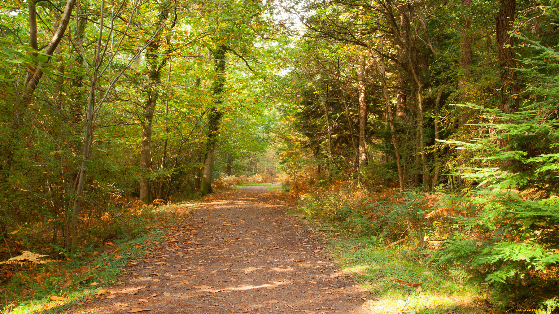 природа, дороги, тракт