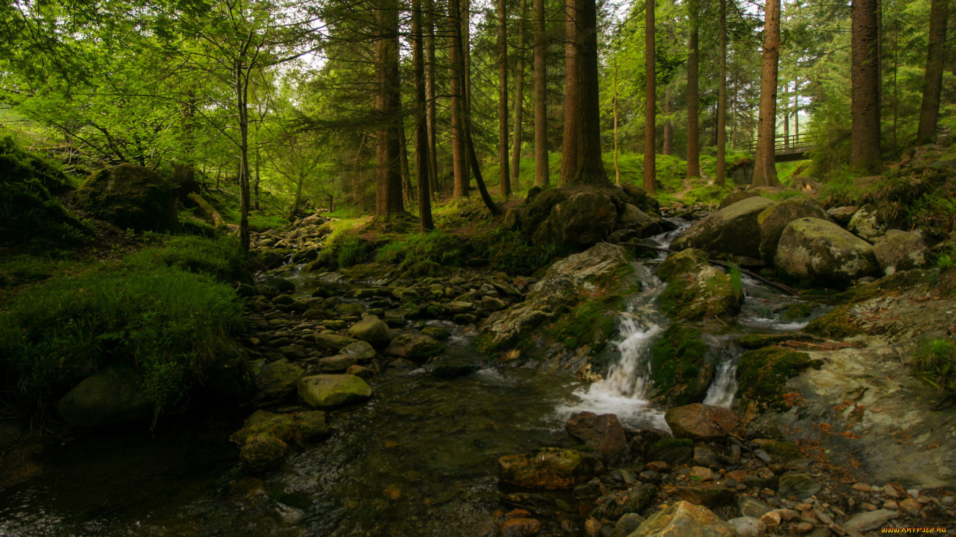 природа, лес, деревья