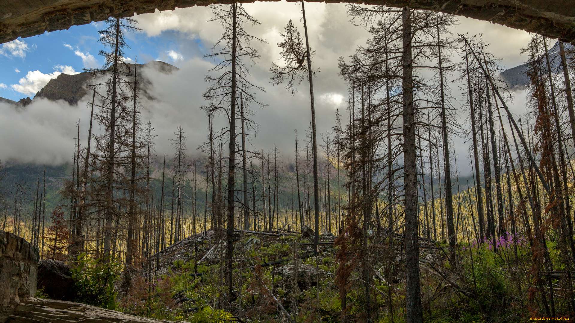 природа, лес, деревья