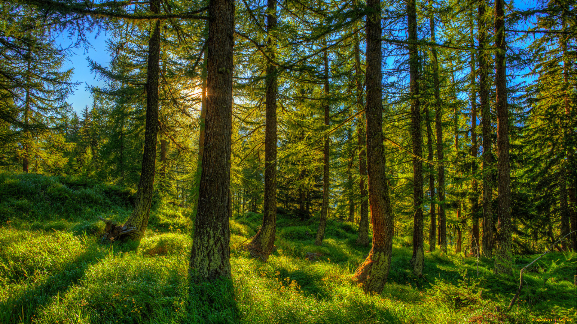 природа, лес, деревья