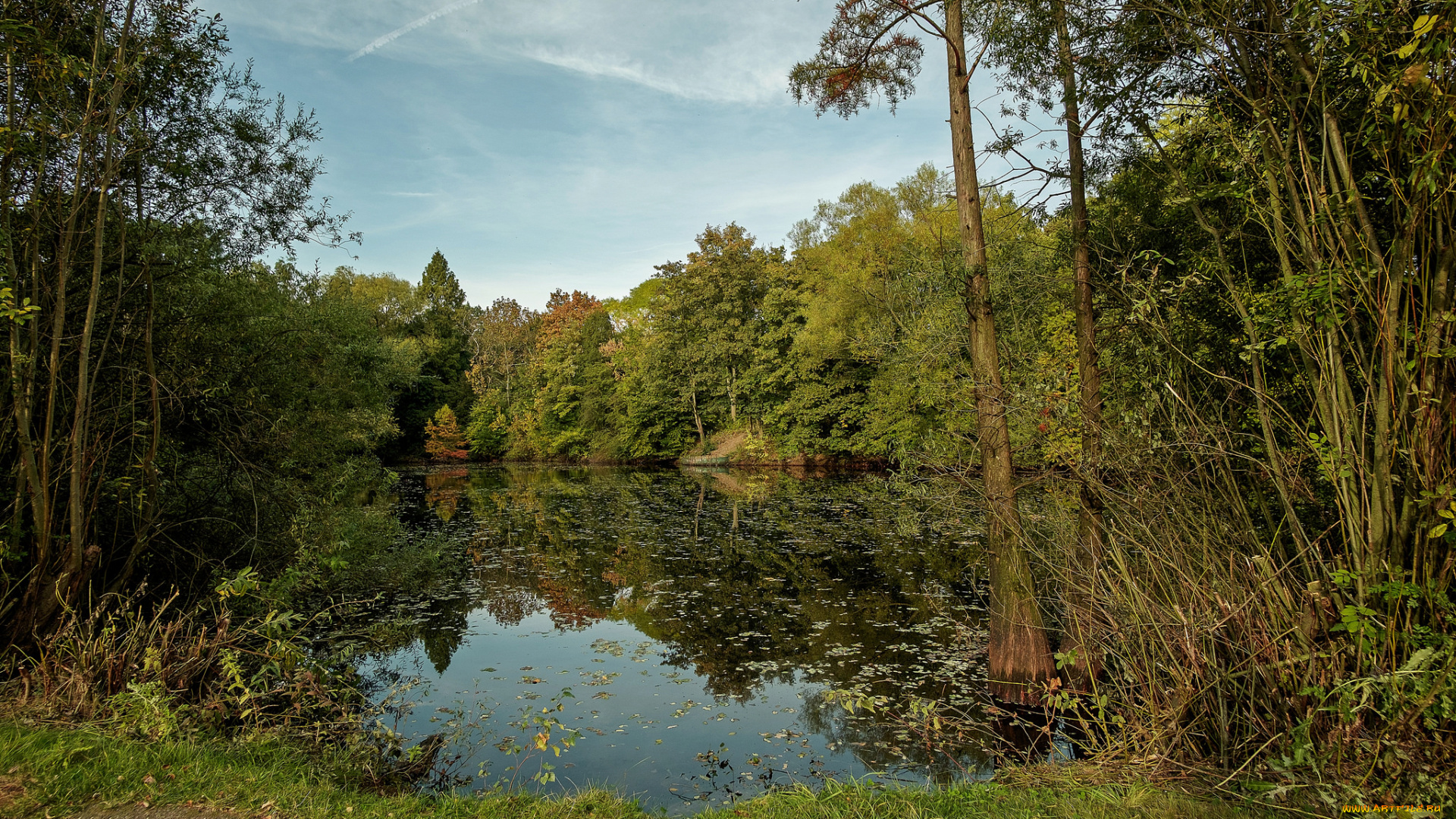 природа, реки, озера, лес, река