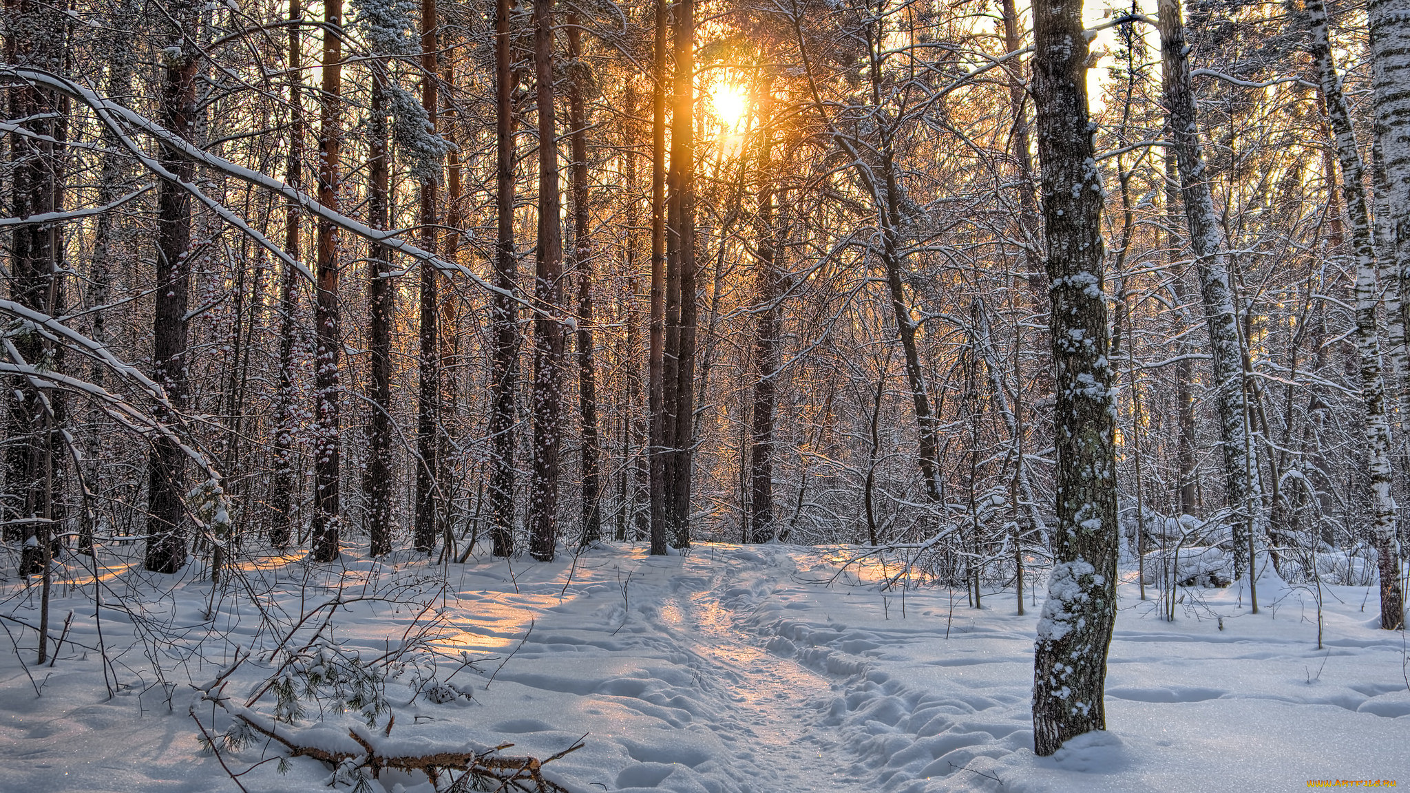 природа, зима, снег