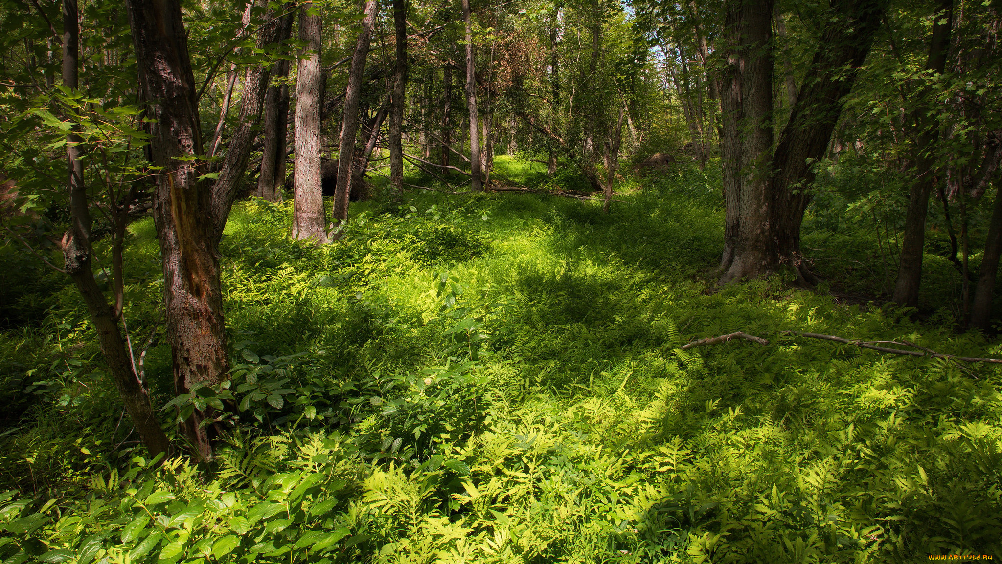 природа, лес, деревья
