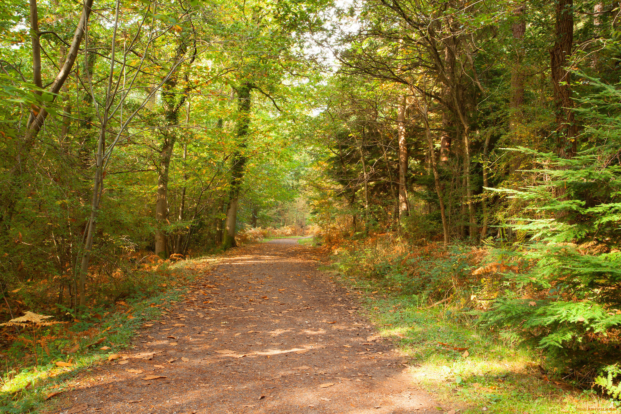 природа, дороги, тракт