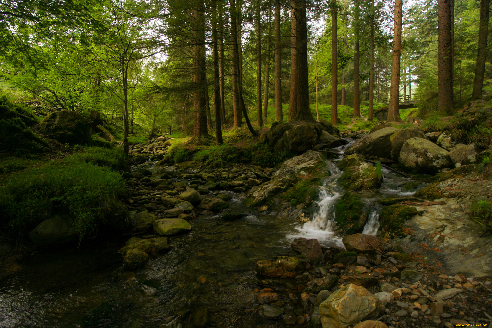 природа, лес, деревья