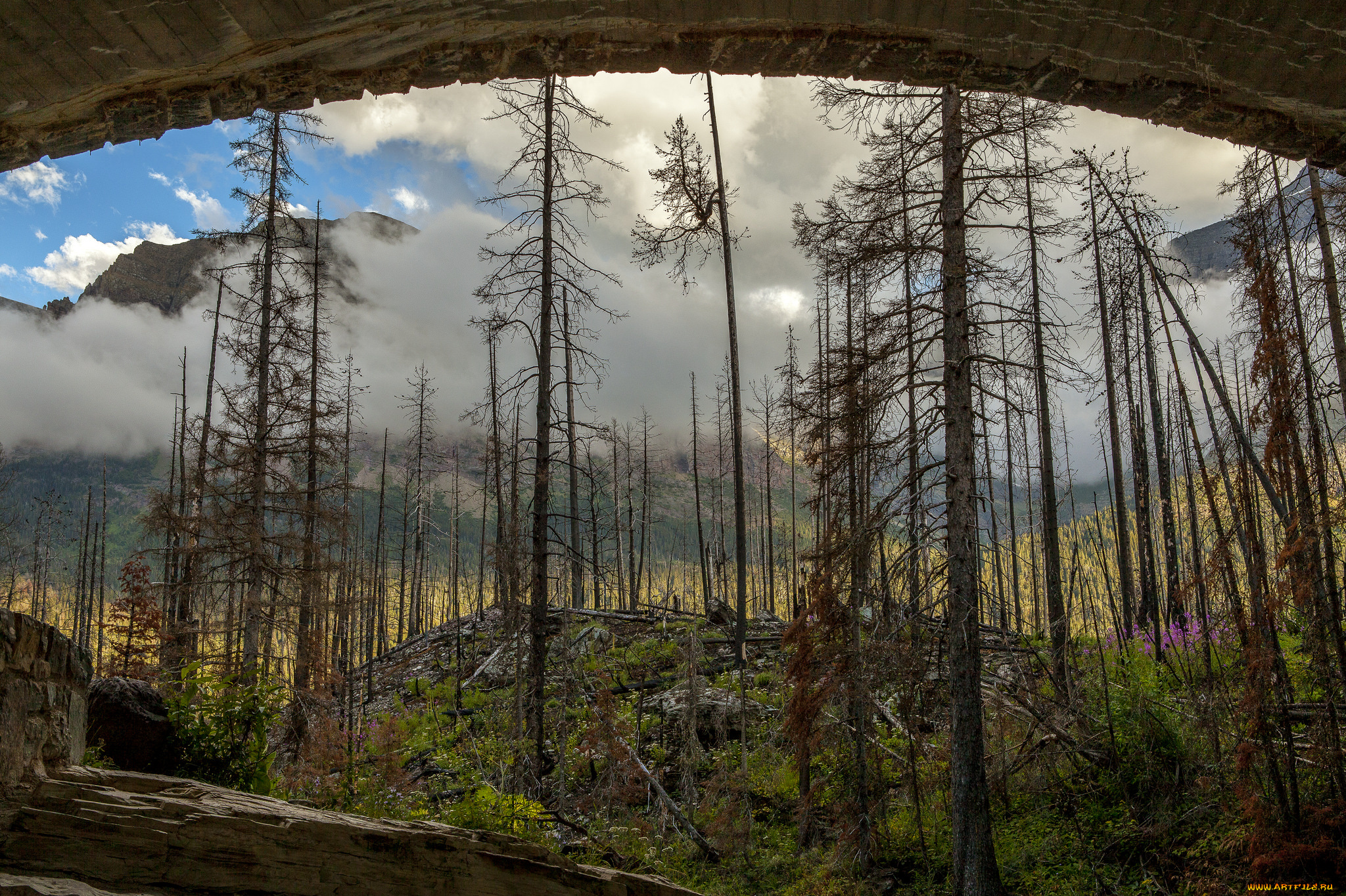 природа, лес, деревья