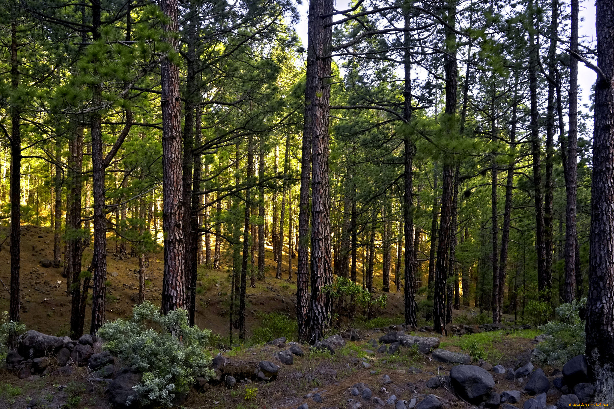 природа, лес, деревья