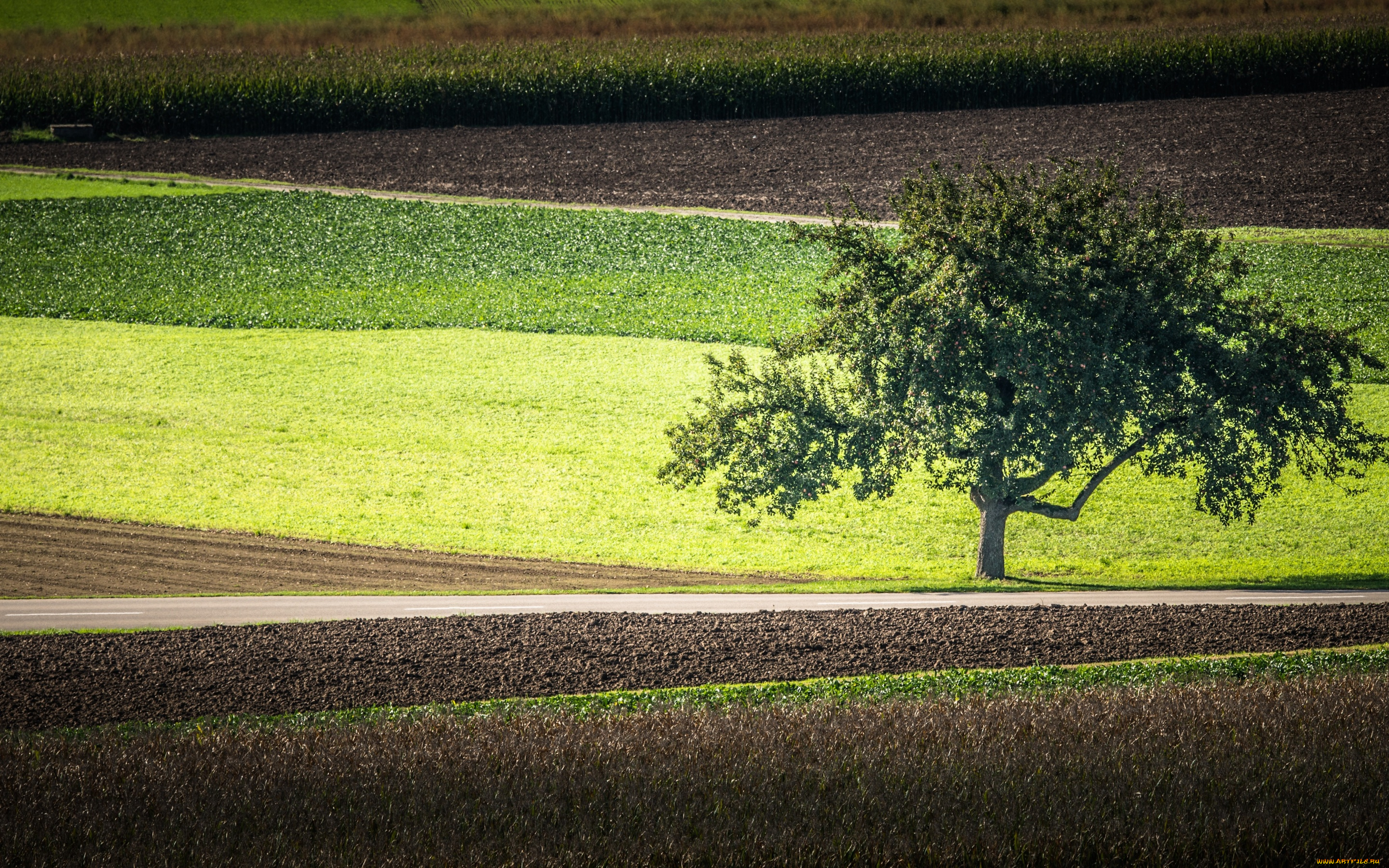 природа, поля, дорога, дерево