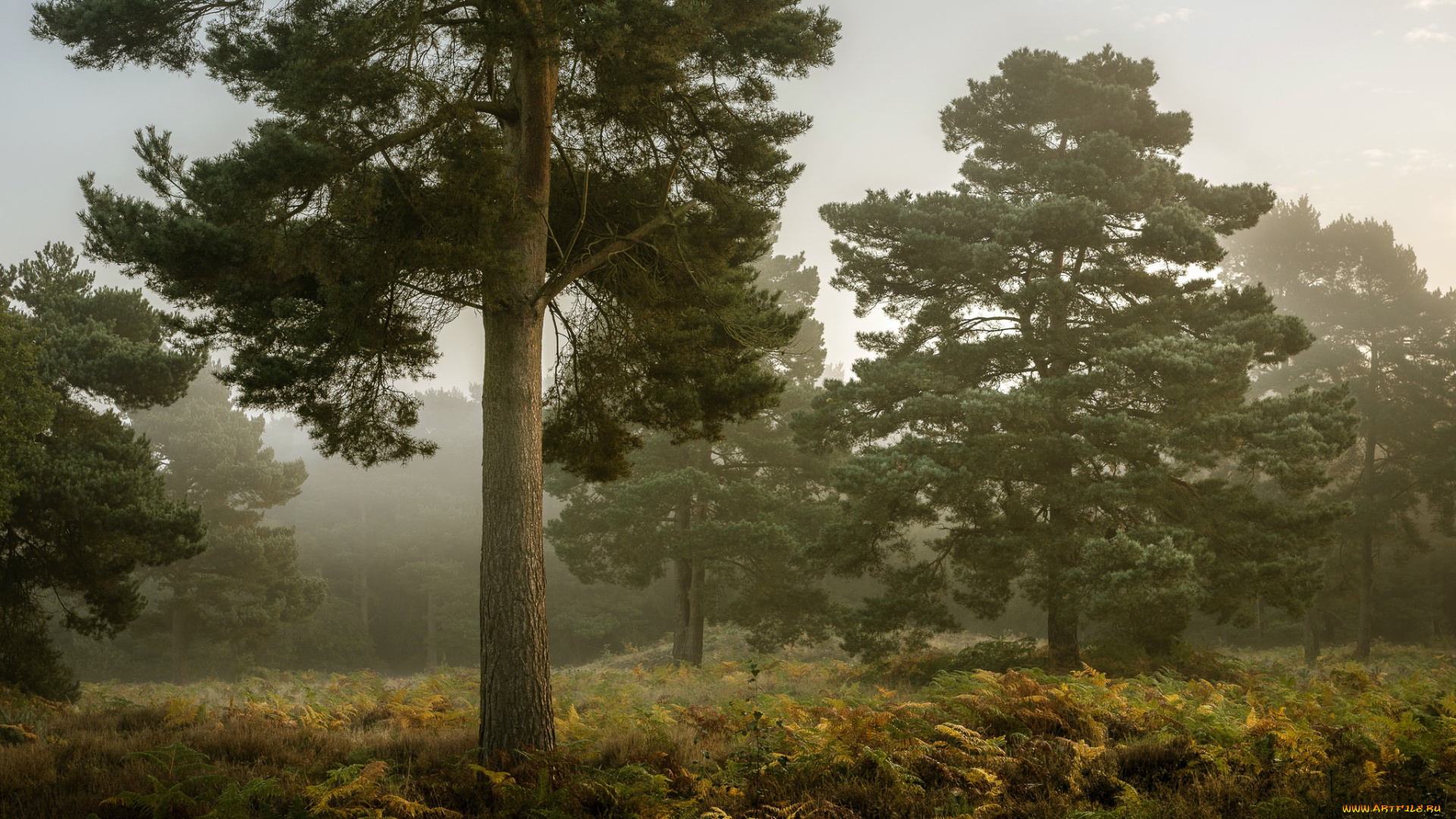 природа, деревья, дерево, туман, осень, лес
