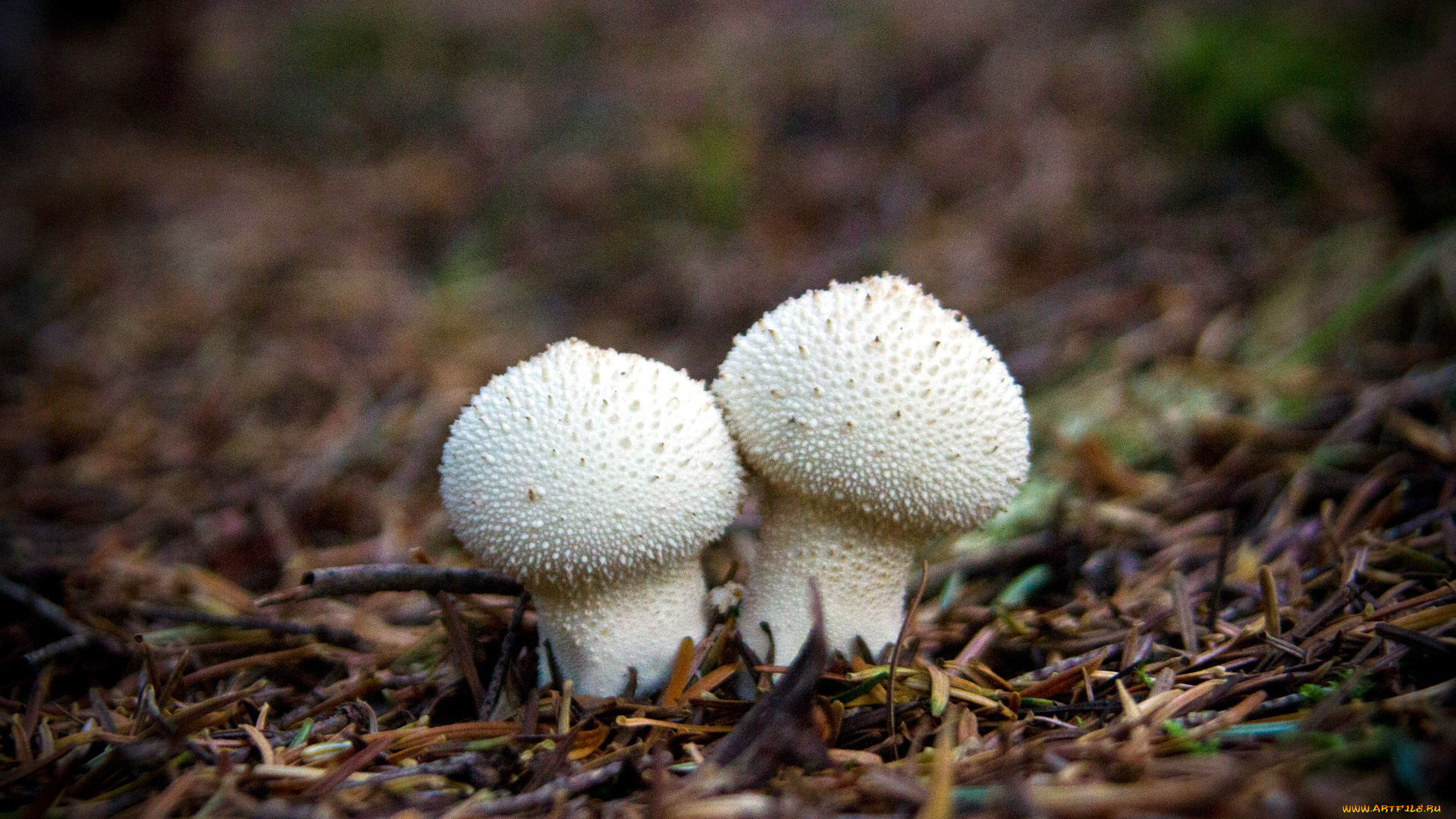 природа, грибы, дождевики