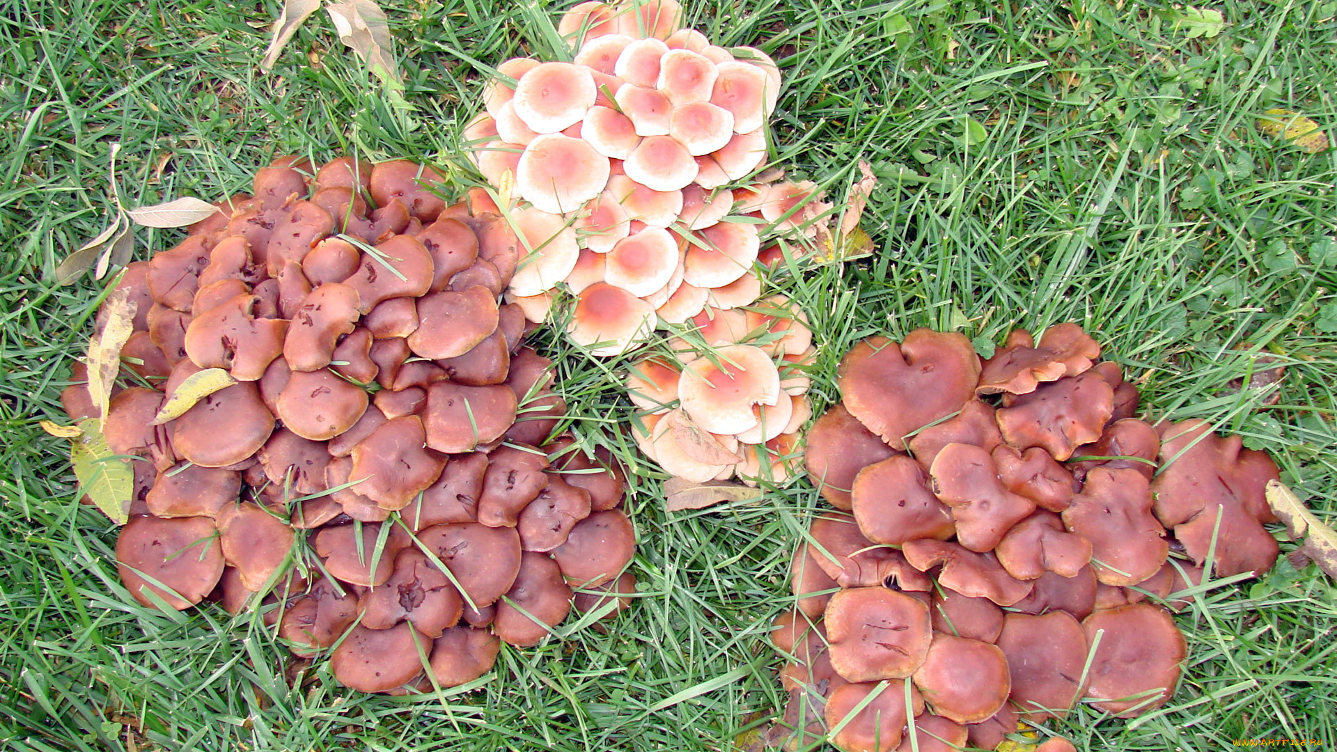 природа, грибы, семейка, грибная