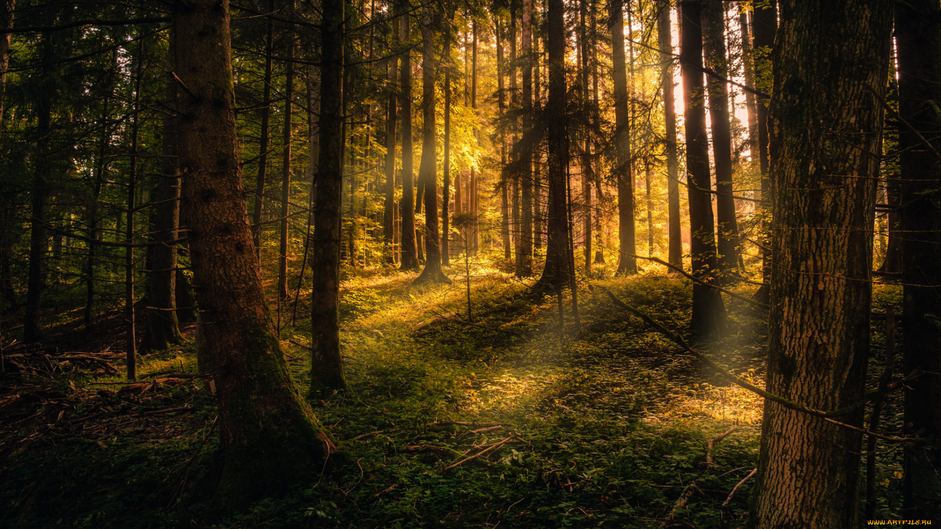 природа, лес, простор