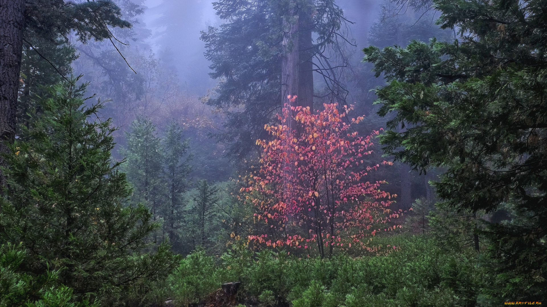 природа, лес, простор