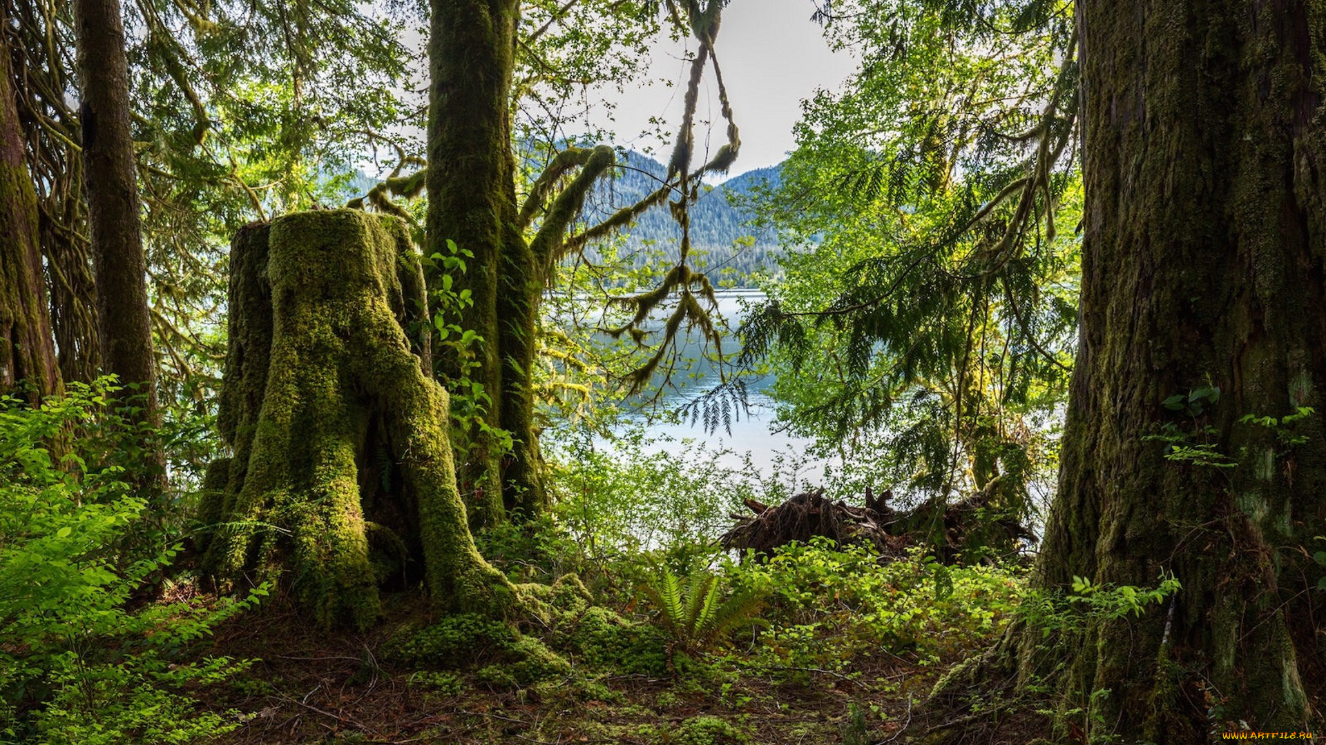 природа, лес, простор