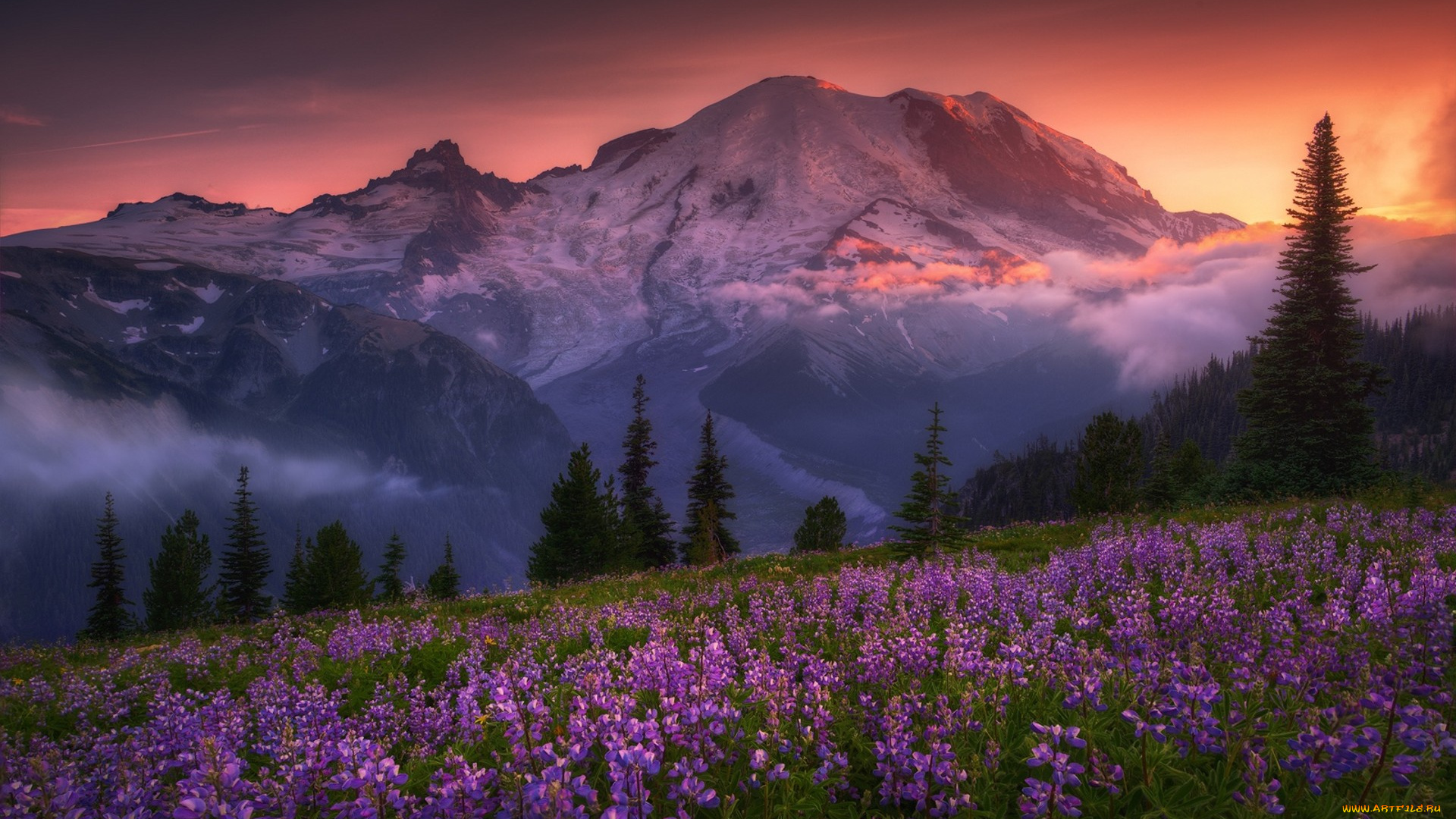 природа, луга, простор