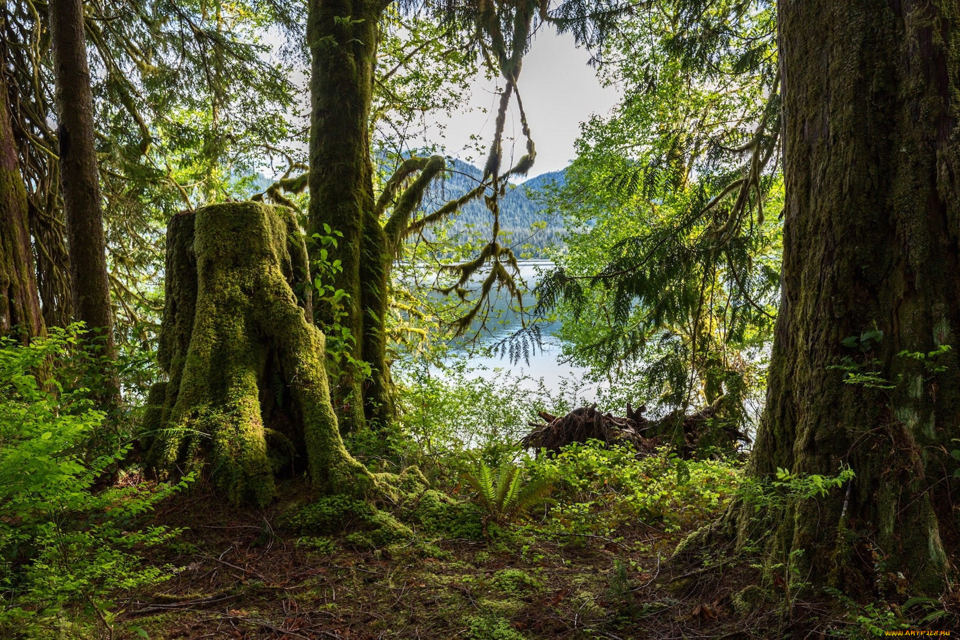 природа, лес, простор