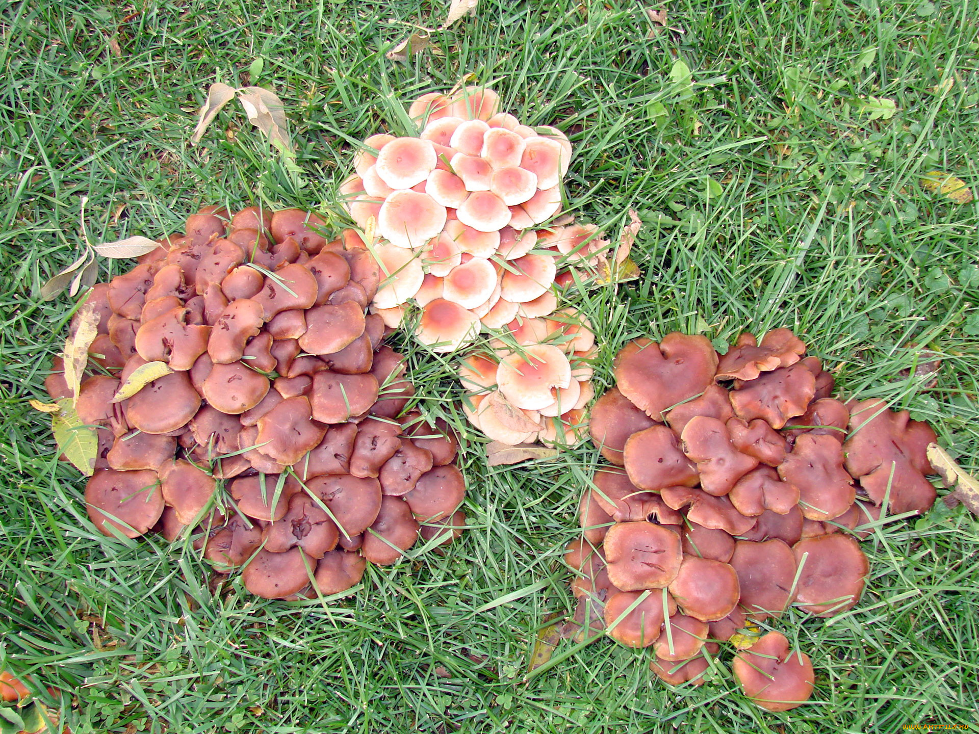 природа, грибы, семейка, грибная