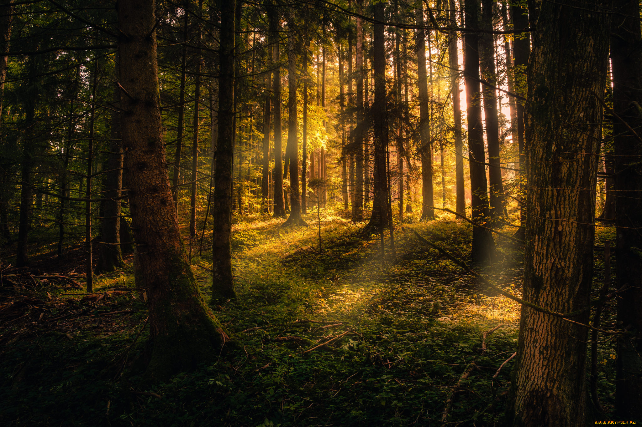 природа, лес, простор