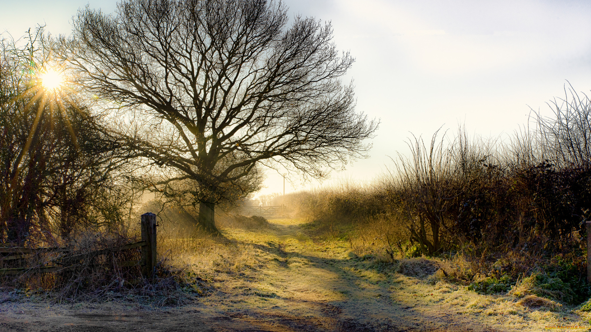 природа, деревья, простор