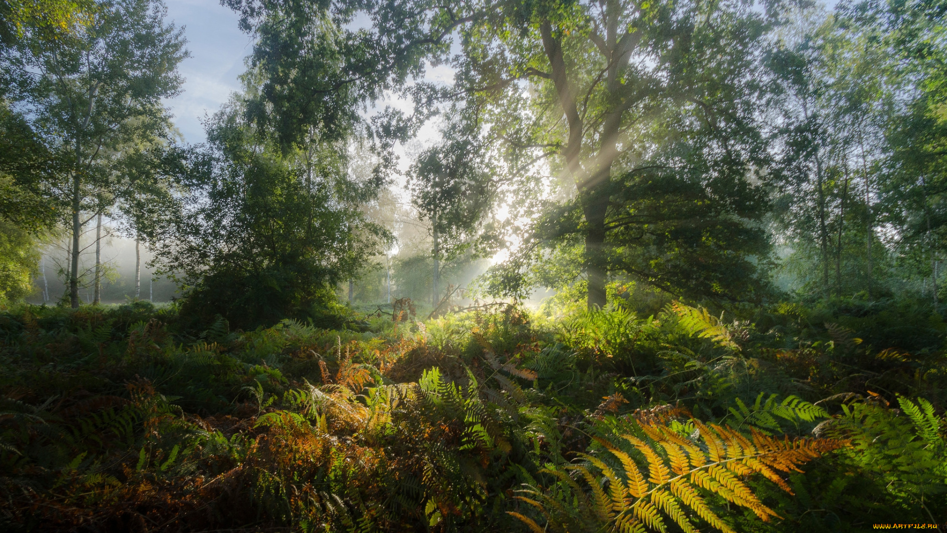 природа, лес, простор