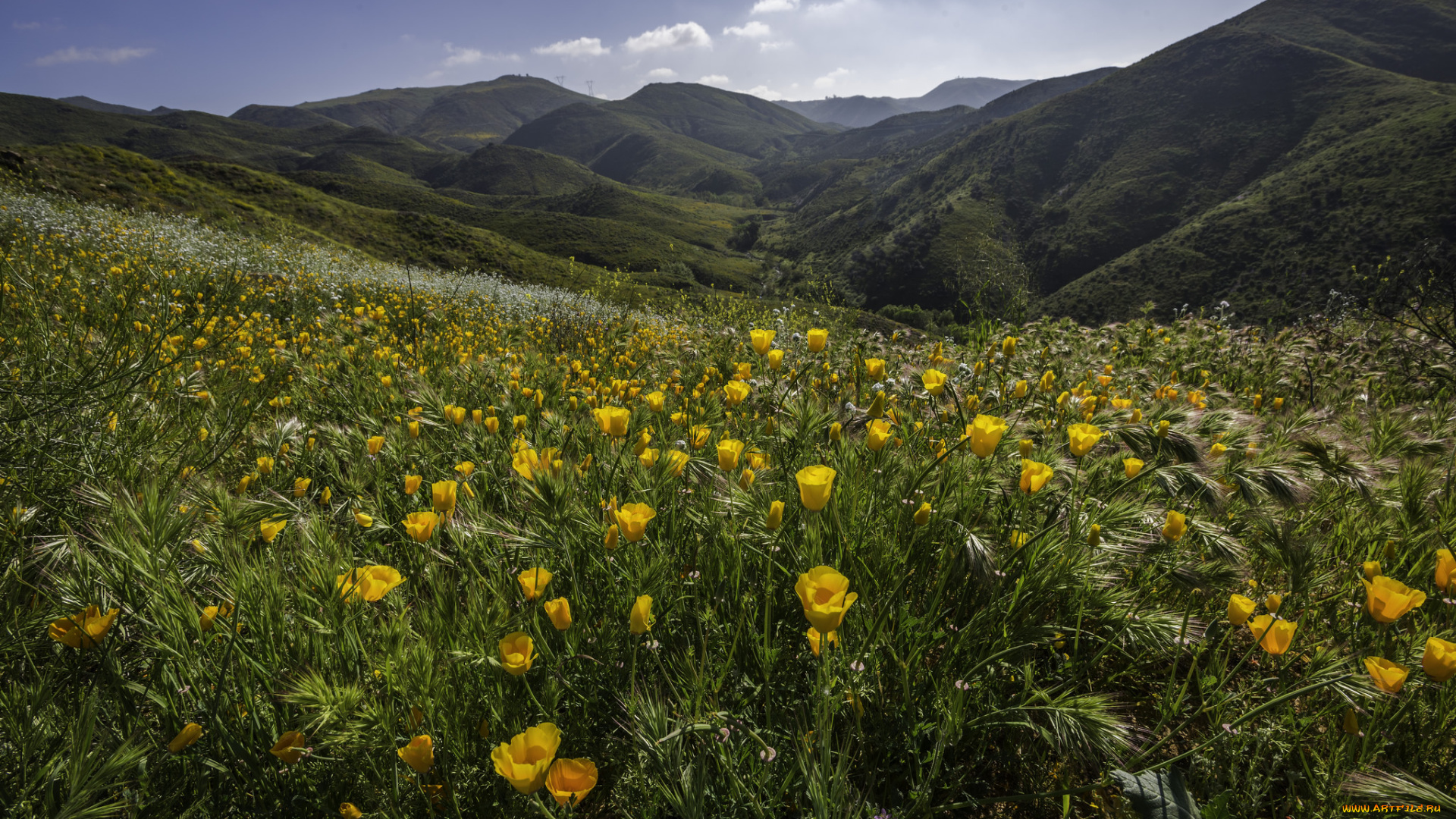 природа, луга, простор