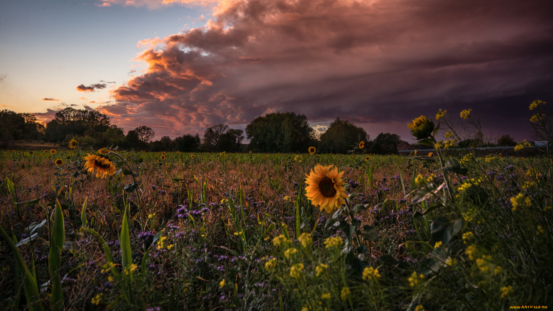природа, поля, простор