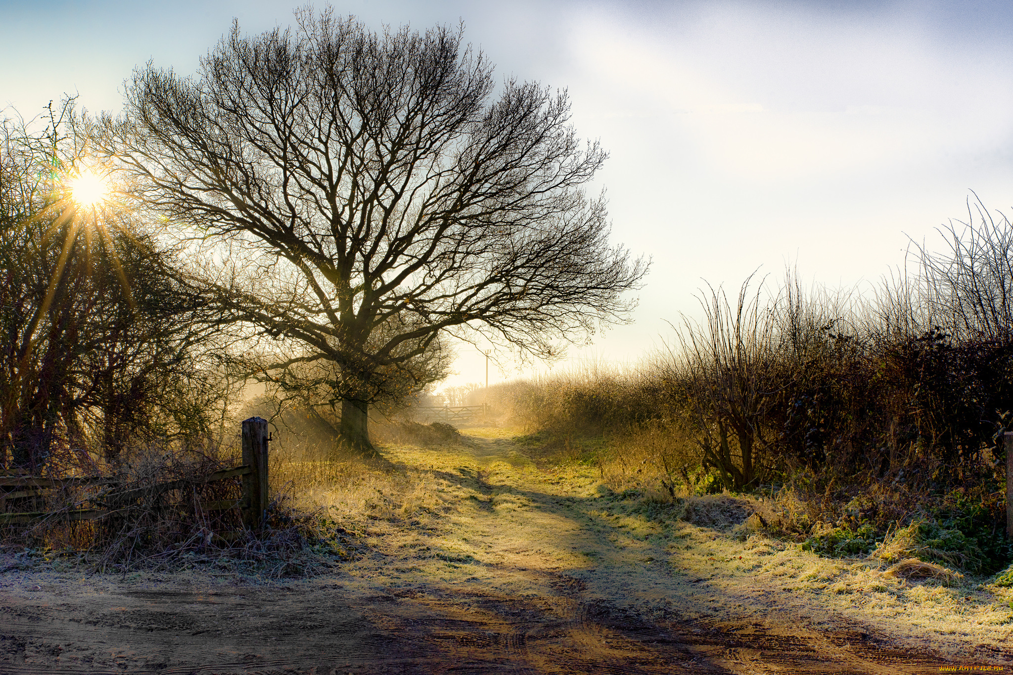природа, деревья, простор