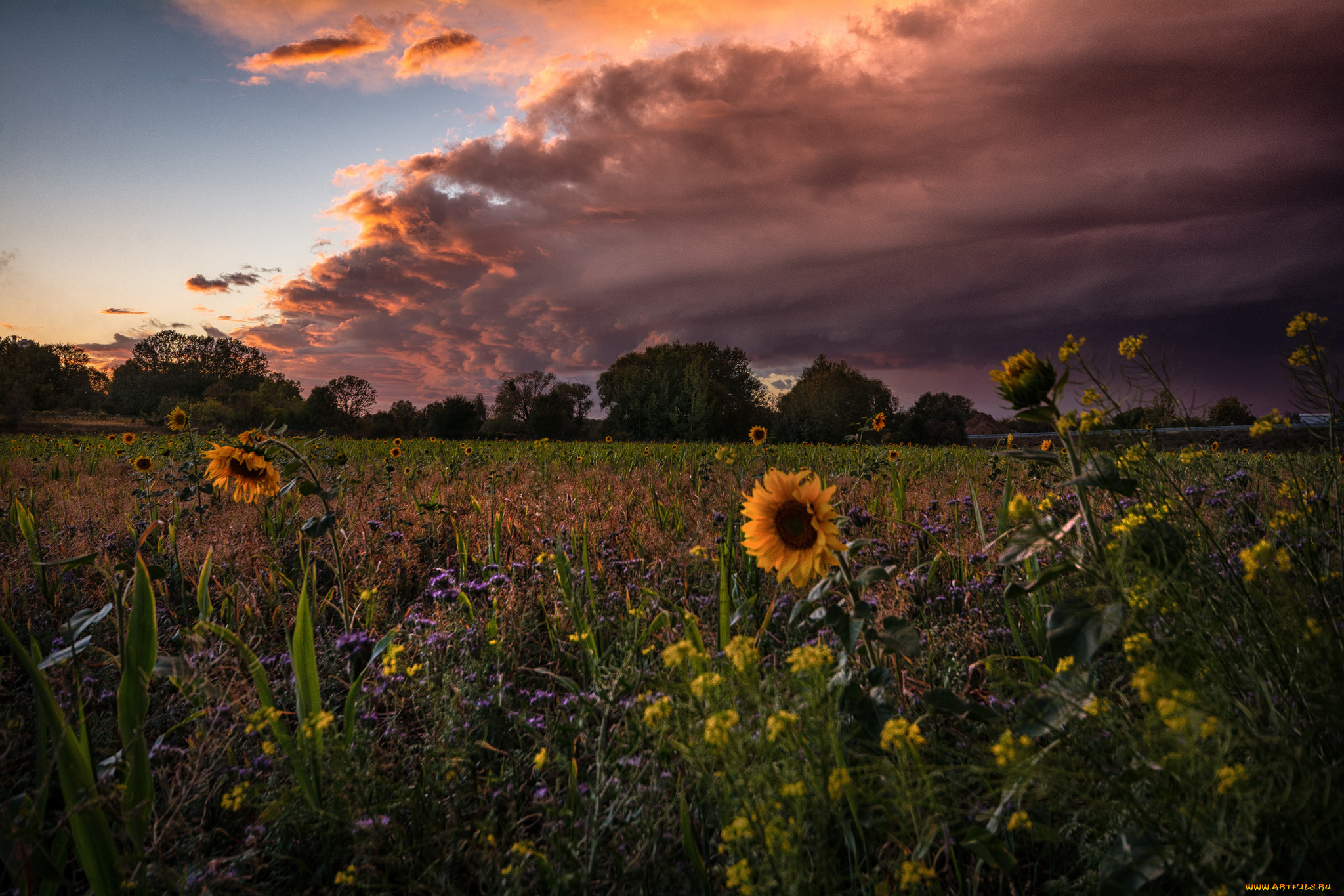 природа, поля, простор