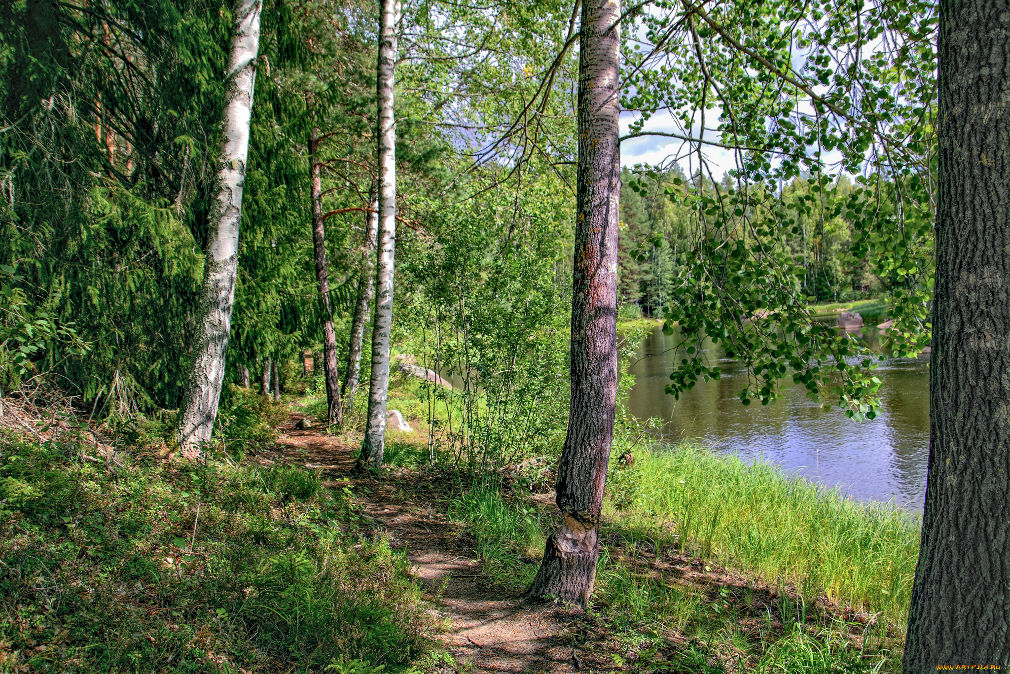 природа, лес, простор