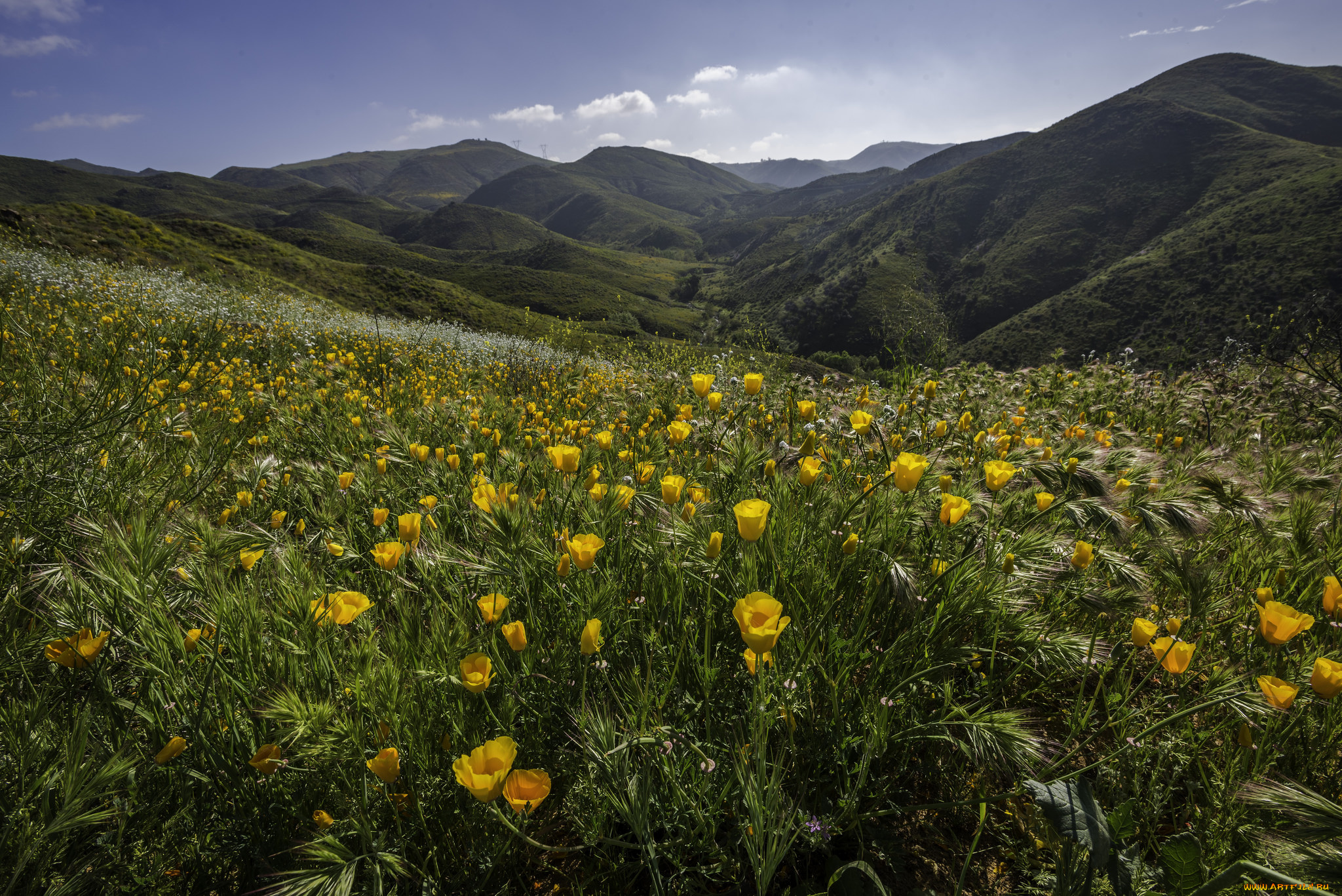 природа, луга, простор