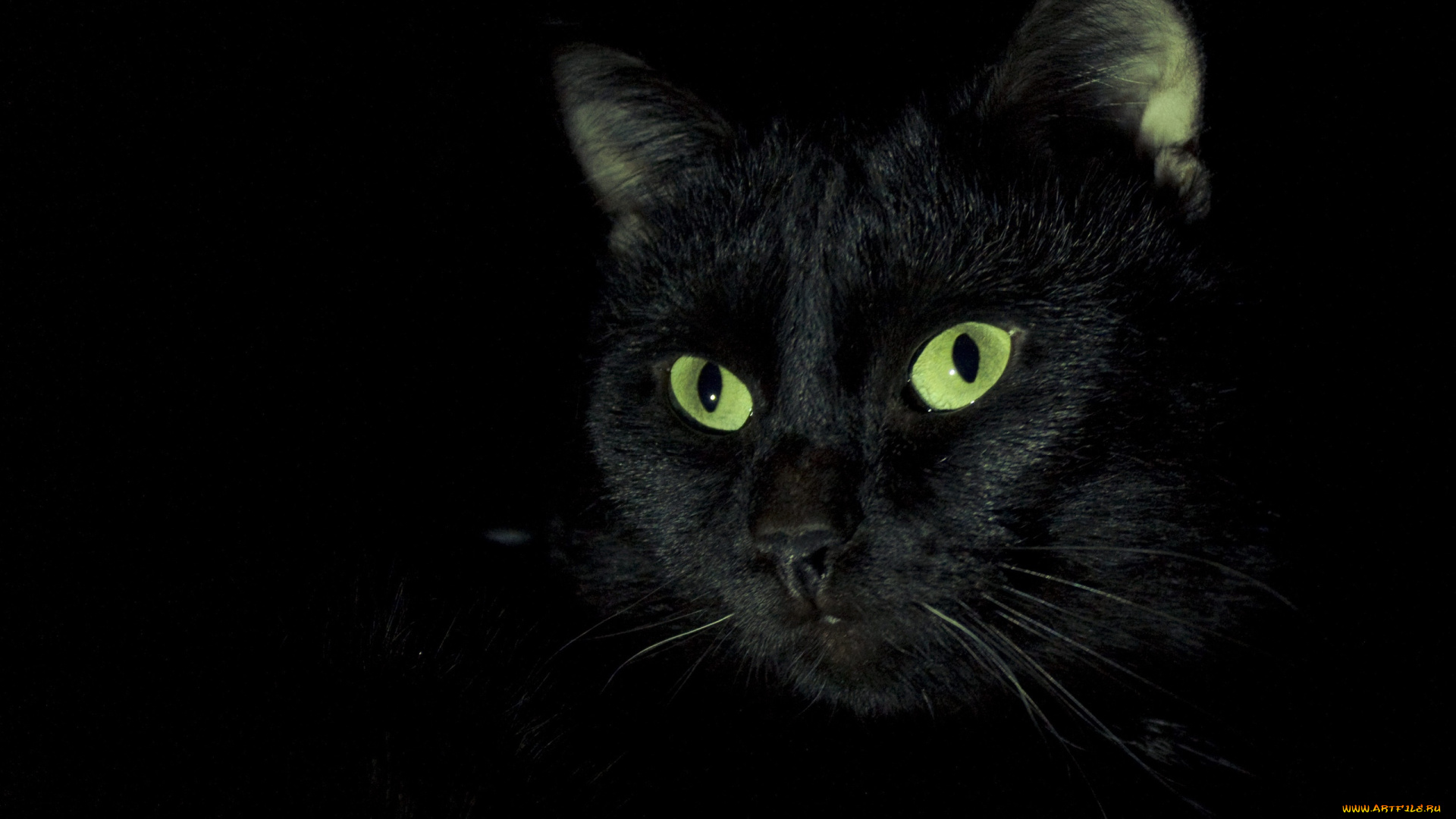 черный, кот, животные, коты, кот, животное, фауна, взгляд, фон