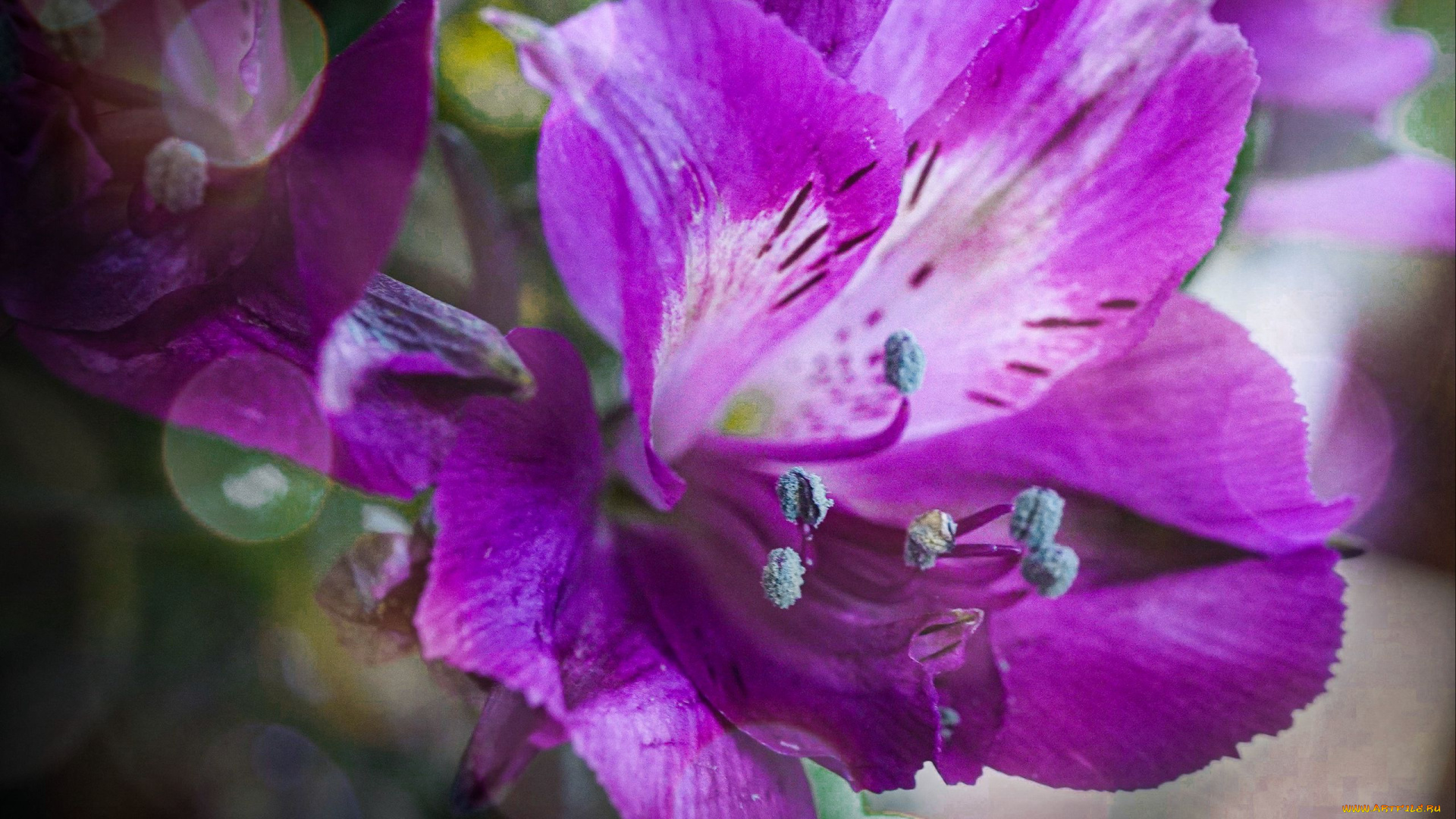 цветы, альстромерия, лиловая, макро