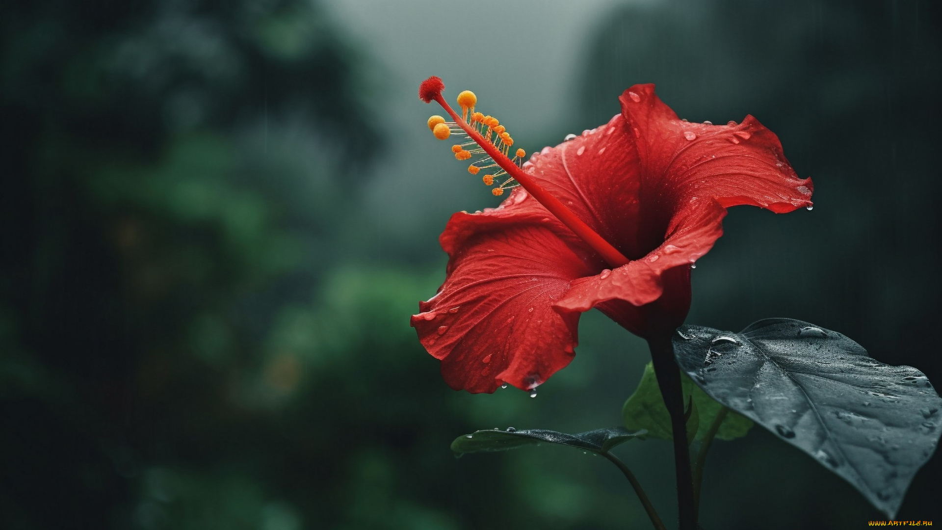 цветы, гибискусы, капли, гибискус, макро