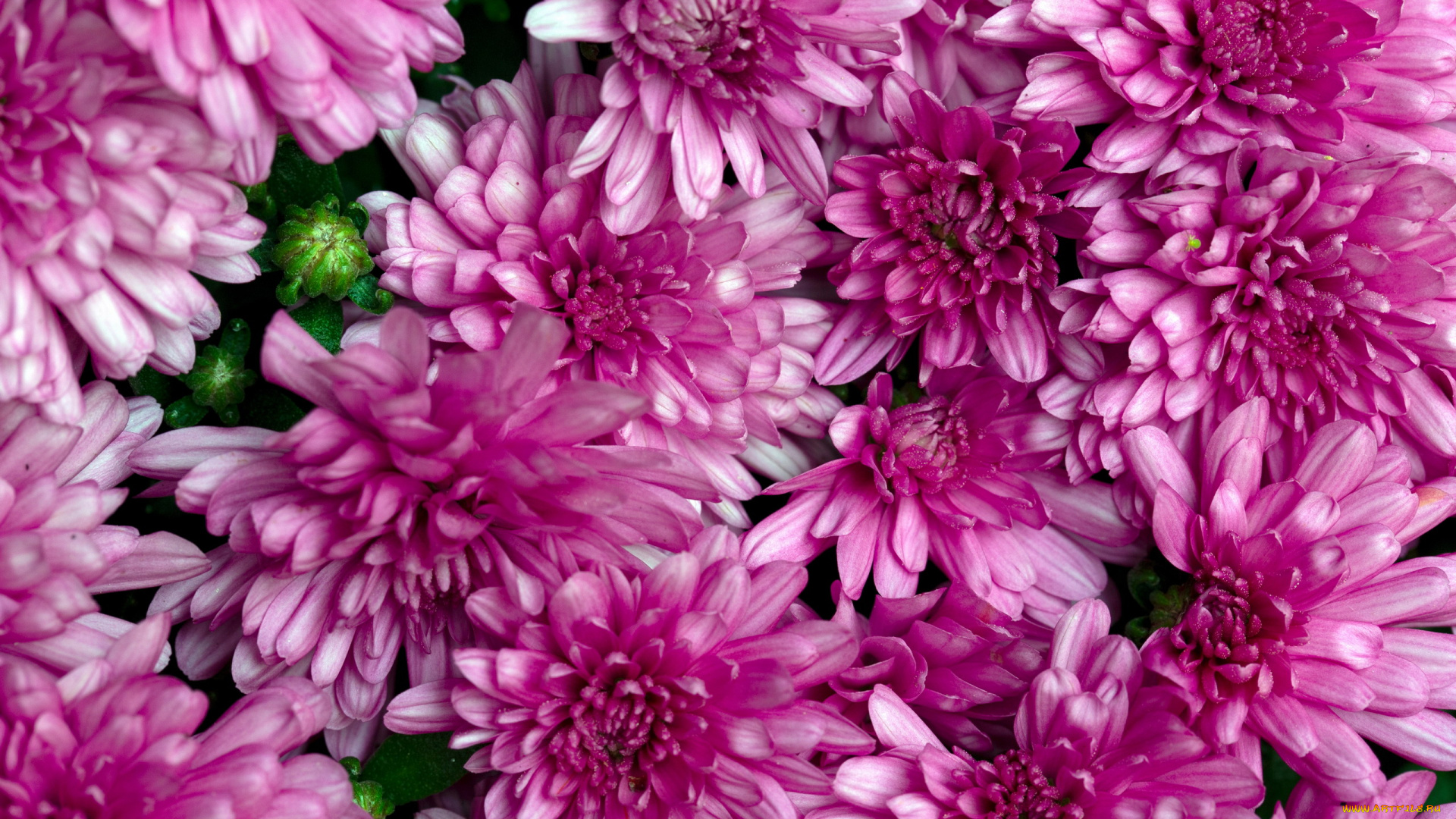 цветы, хризантемы, розовые, макро