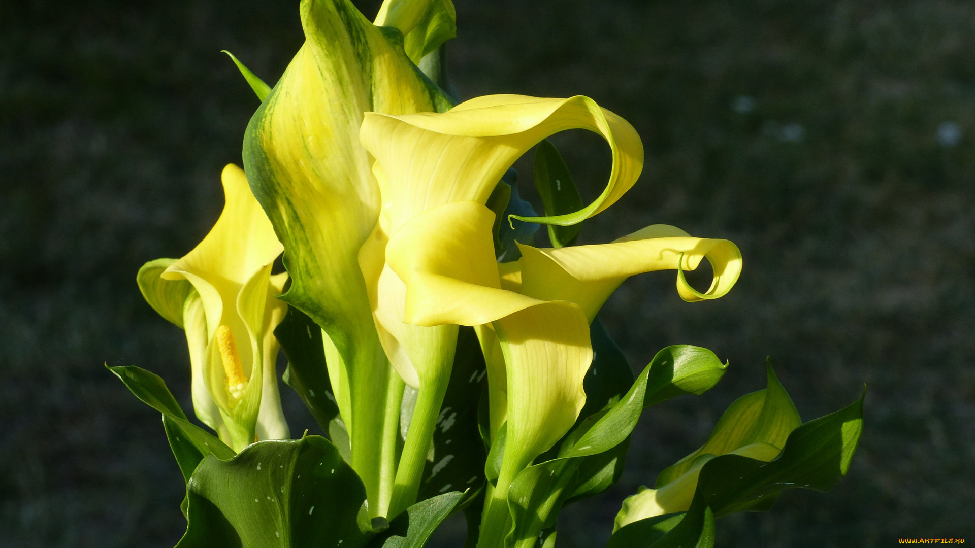 цветы, каллы, желтые, листья