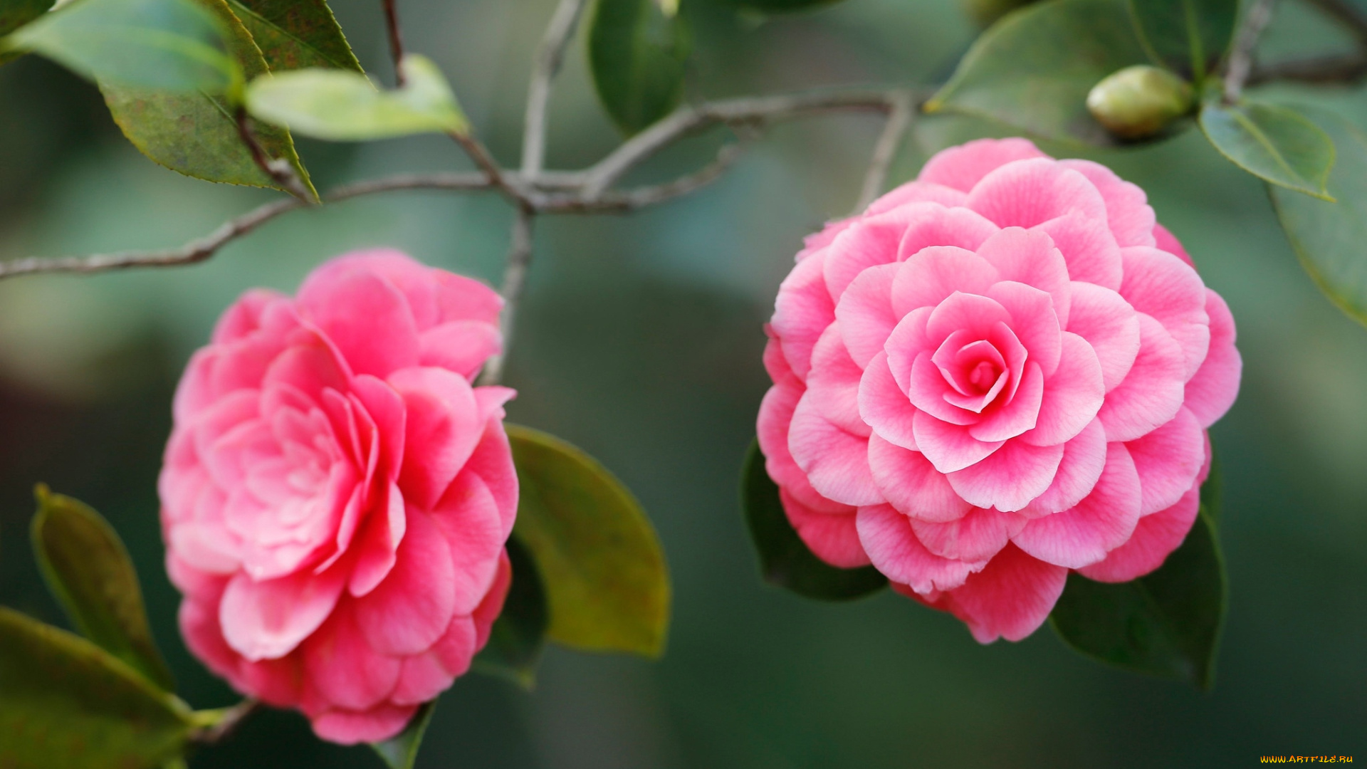 цветы, камелии, розовая, камелия, макро