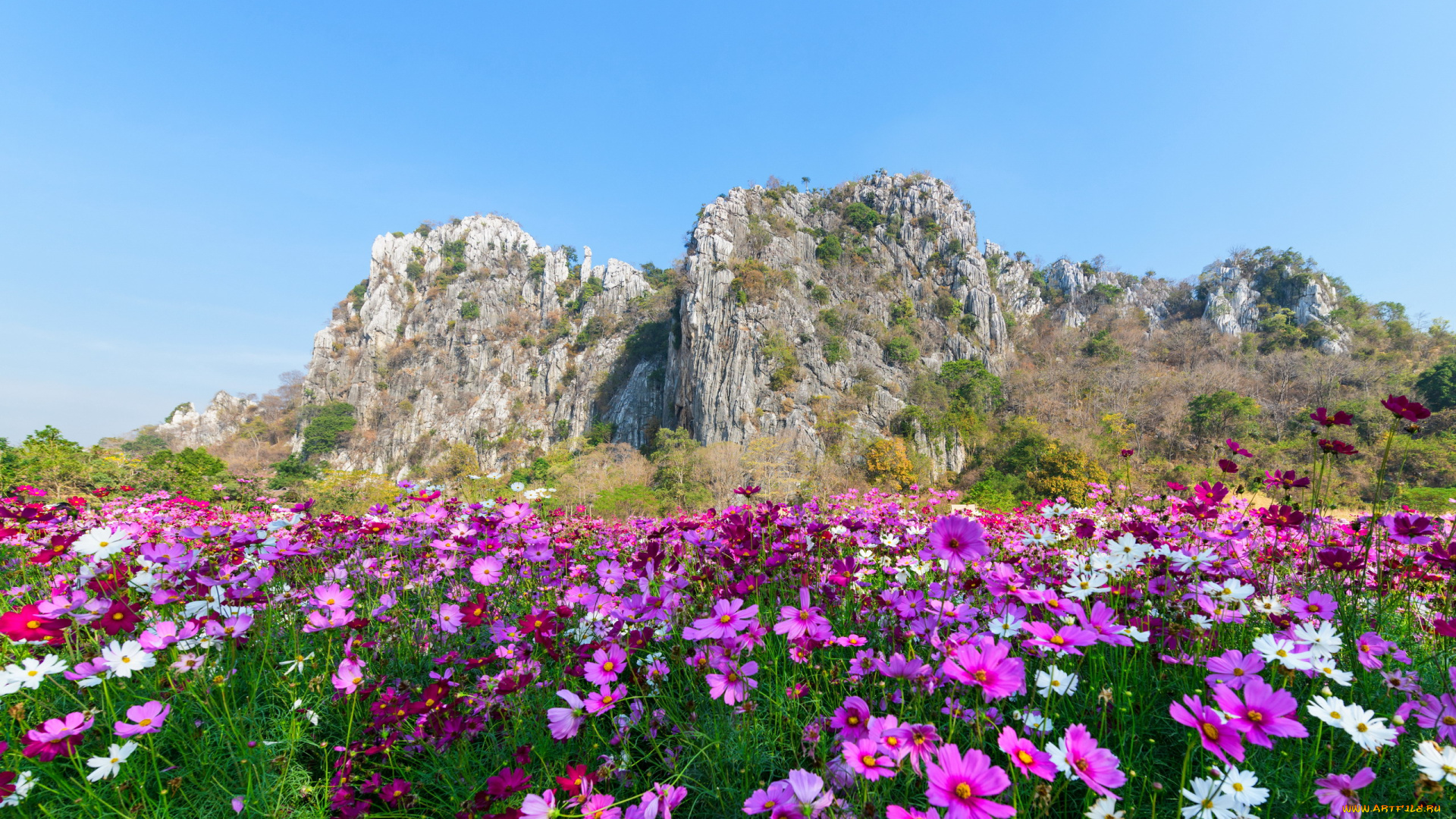 цветы, космея, горный, луг, разноцветная