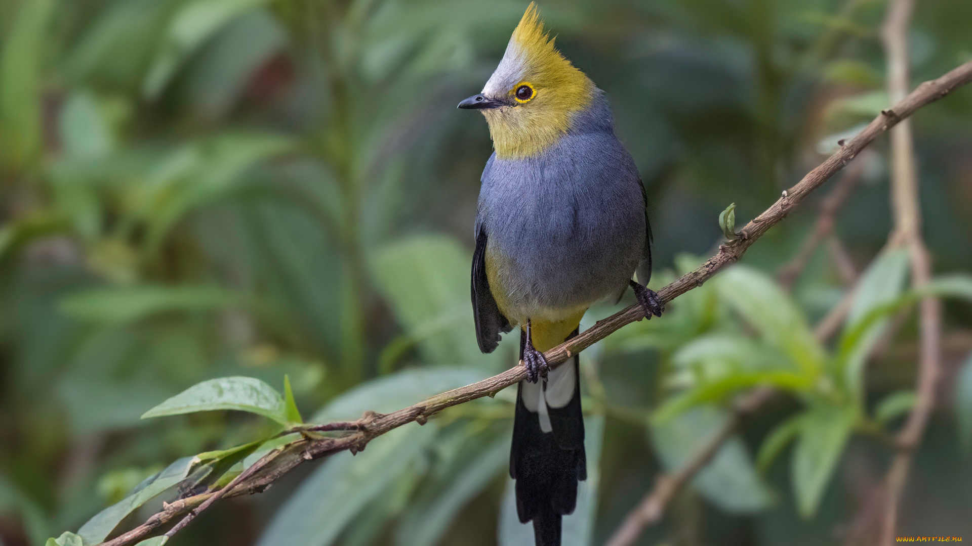 длиннохвостый, шёлковый, свиристель, животные, свиристели, длиннохвостый, шёлковый, свиристель, птица, фауна, дикая, природа